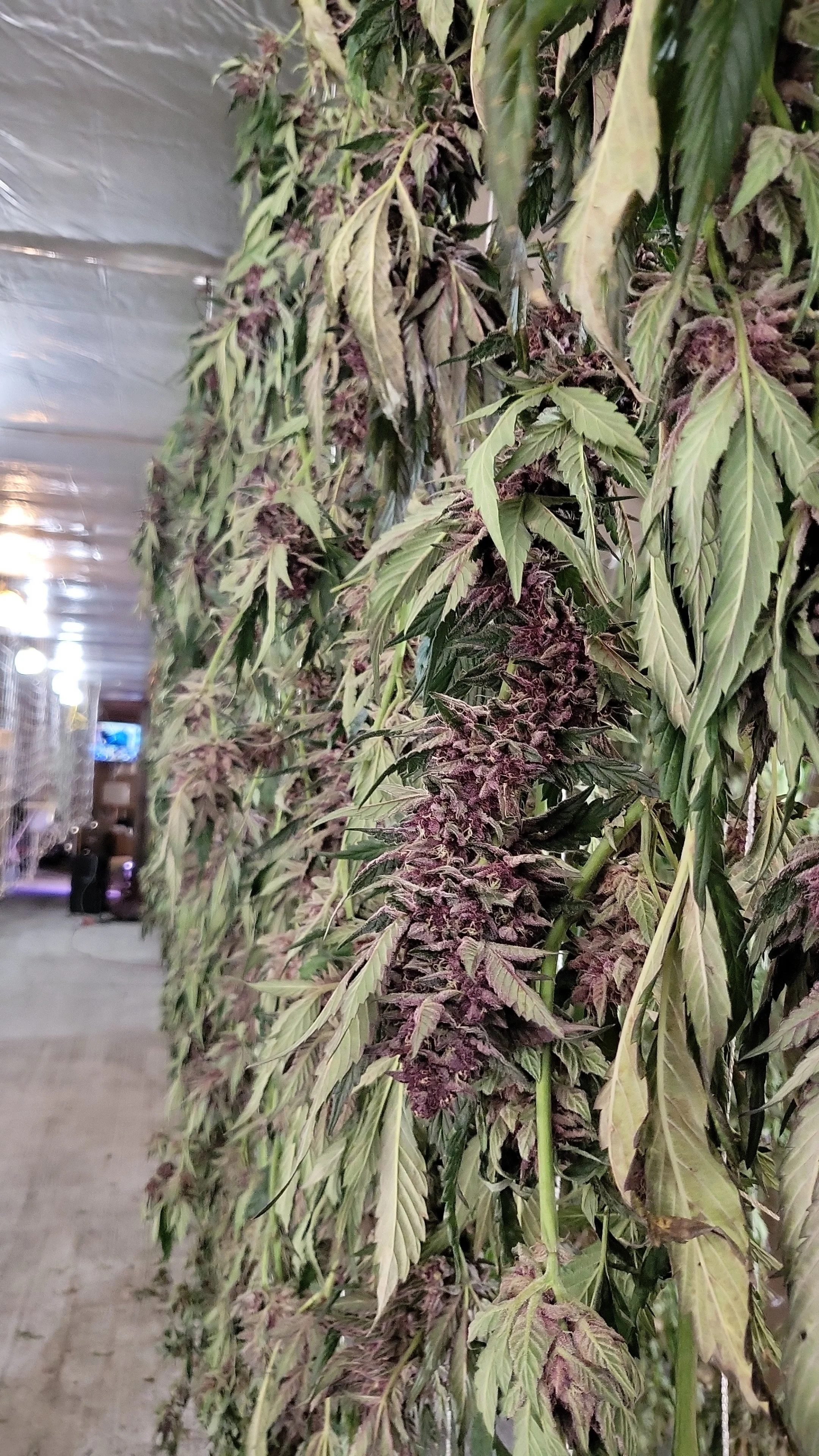 Indoor grow room with tall cannabis plants on a shelf, with purple and green buds and yellowing leaves.