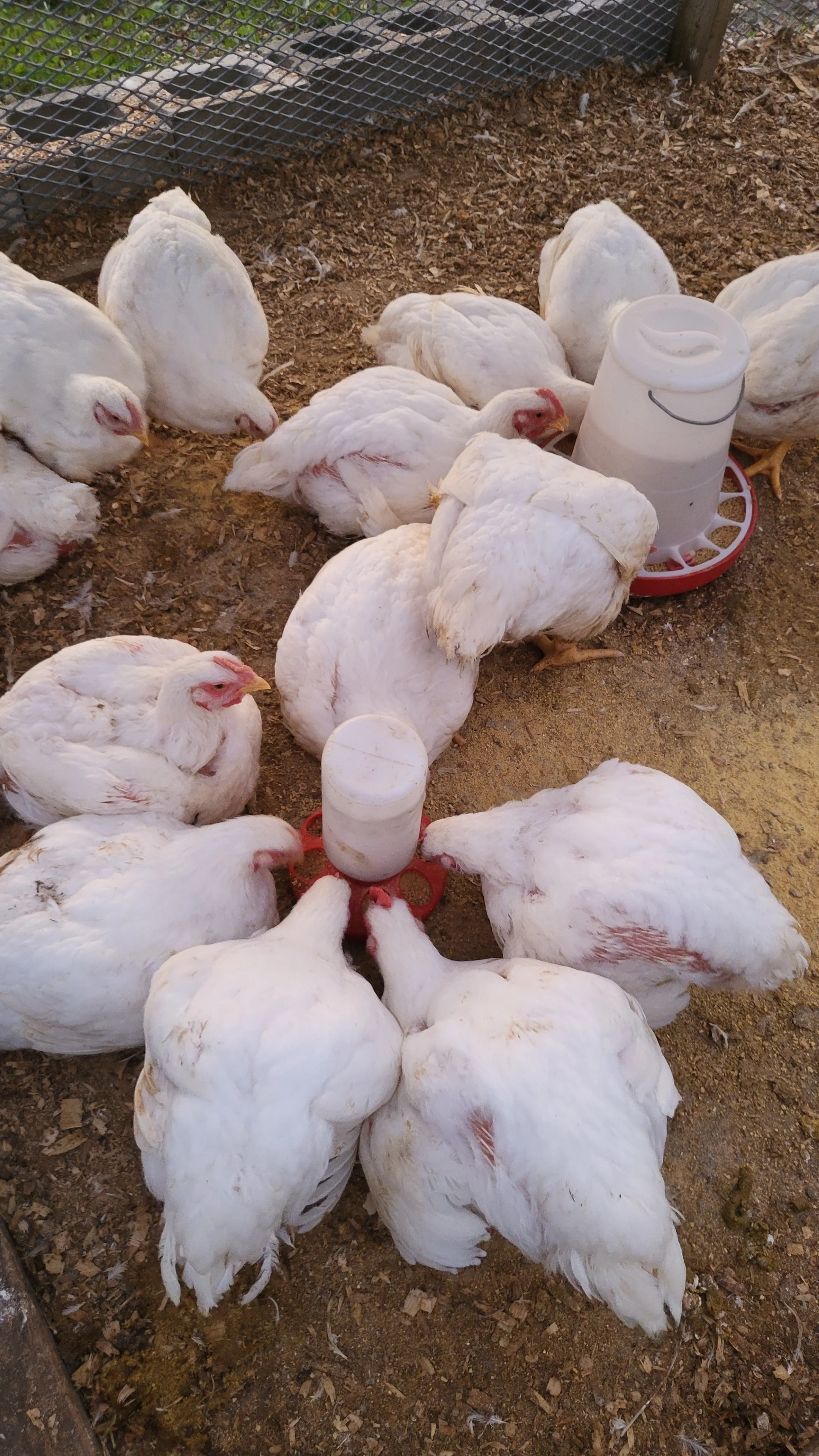 A group of white chickens gathered around a white automatic feeder on a dirt floor inside a chicken coop.