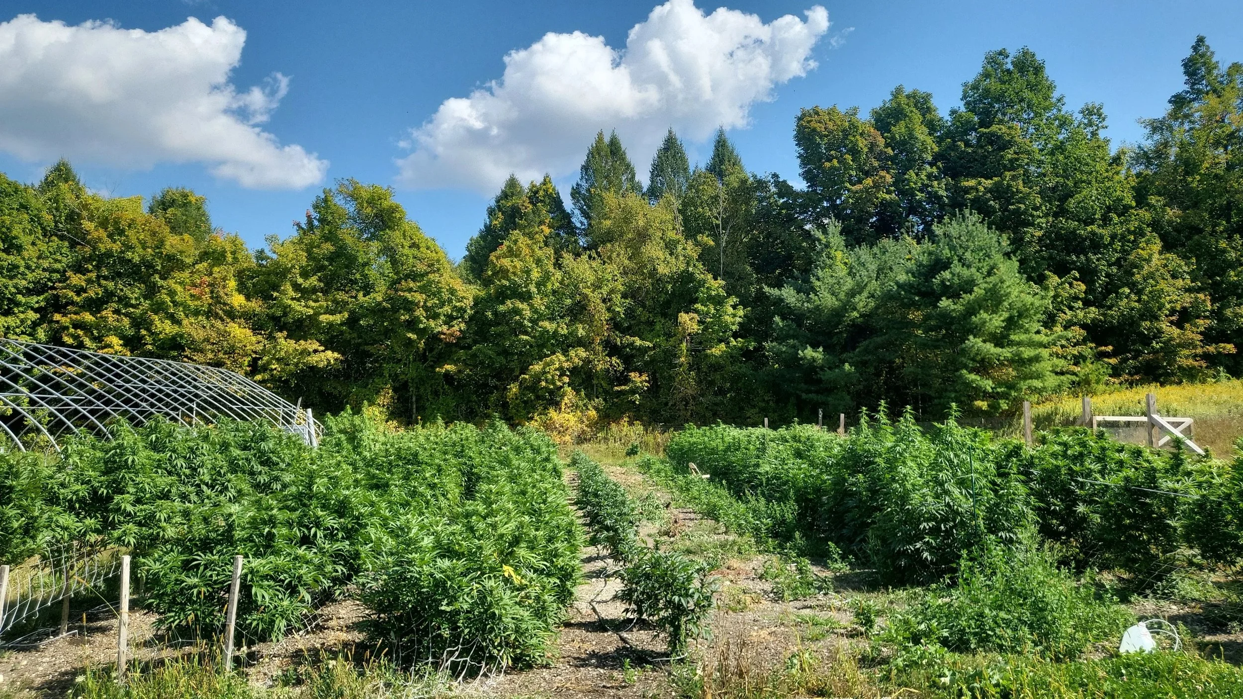 A lush green farm with rows of plants and a greenhouse in front, surrounded by a dense forest under a bright blue sky with scattered white clouds.