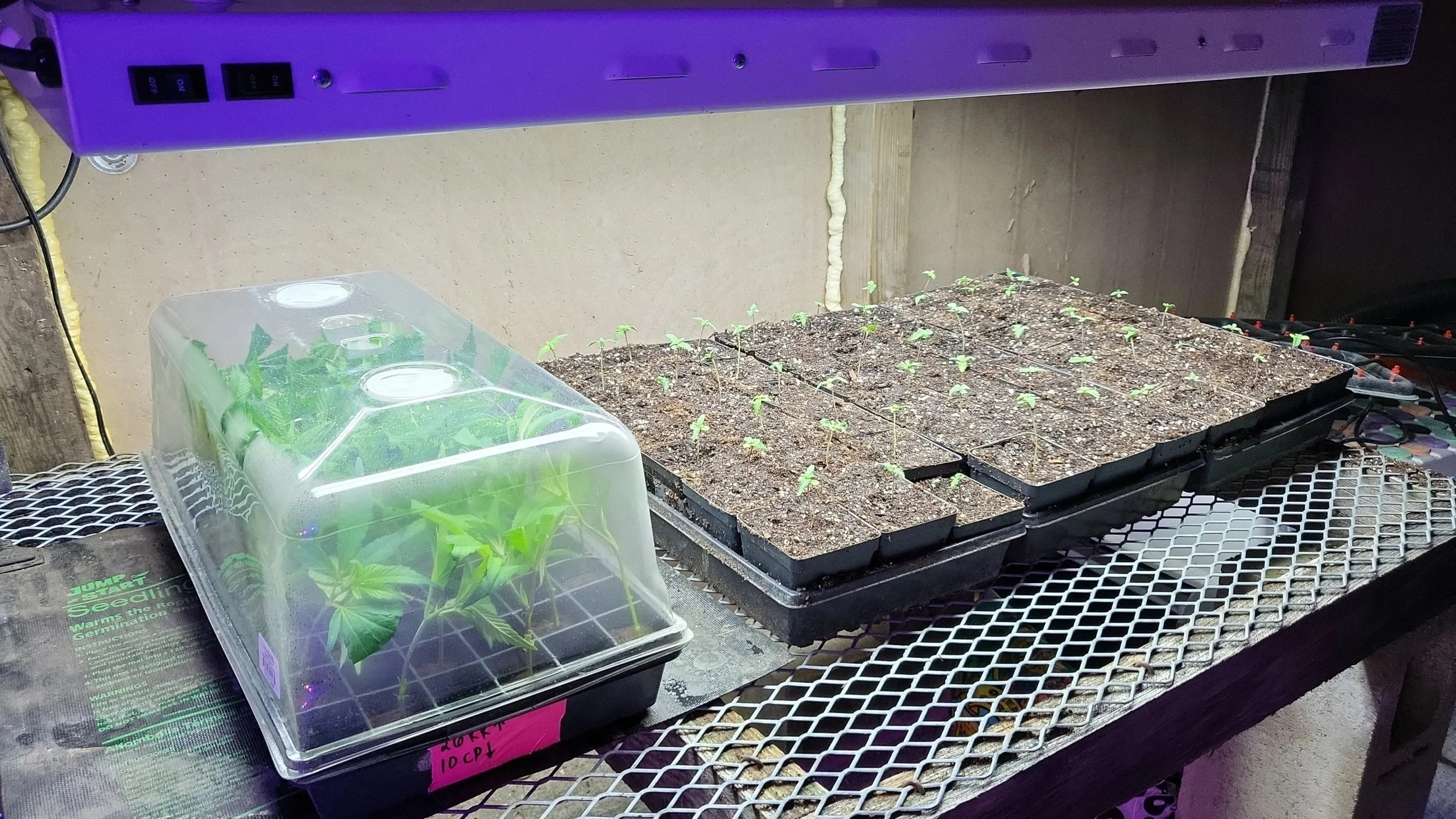 Indoor gardening setup with young seedlings in trays and a small plant in a clear plastic cover on a metal table.