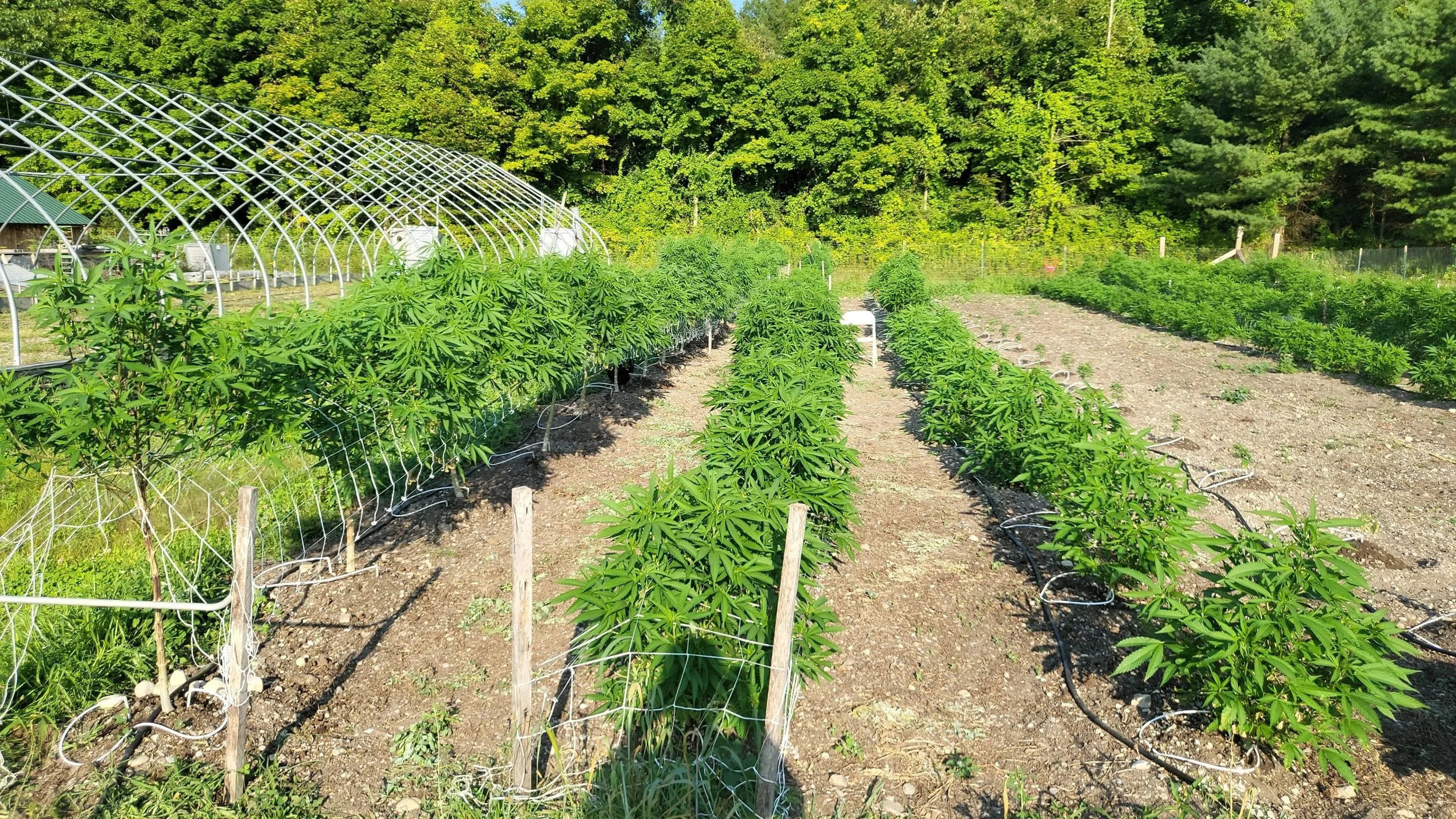 A cannabis farm with rows of cannabis plants, a greenhouse, and a wooded background.