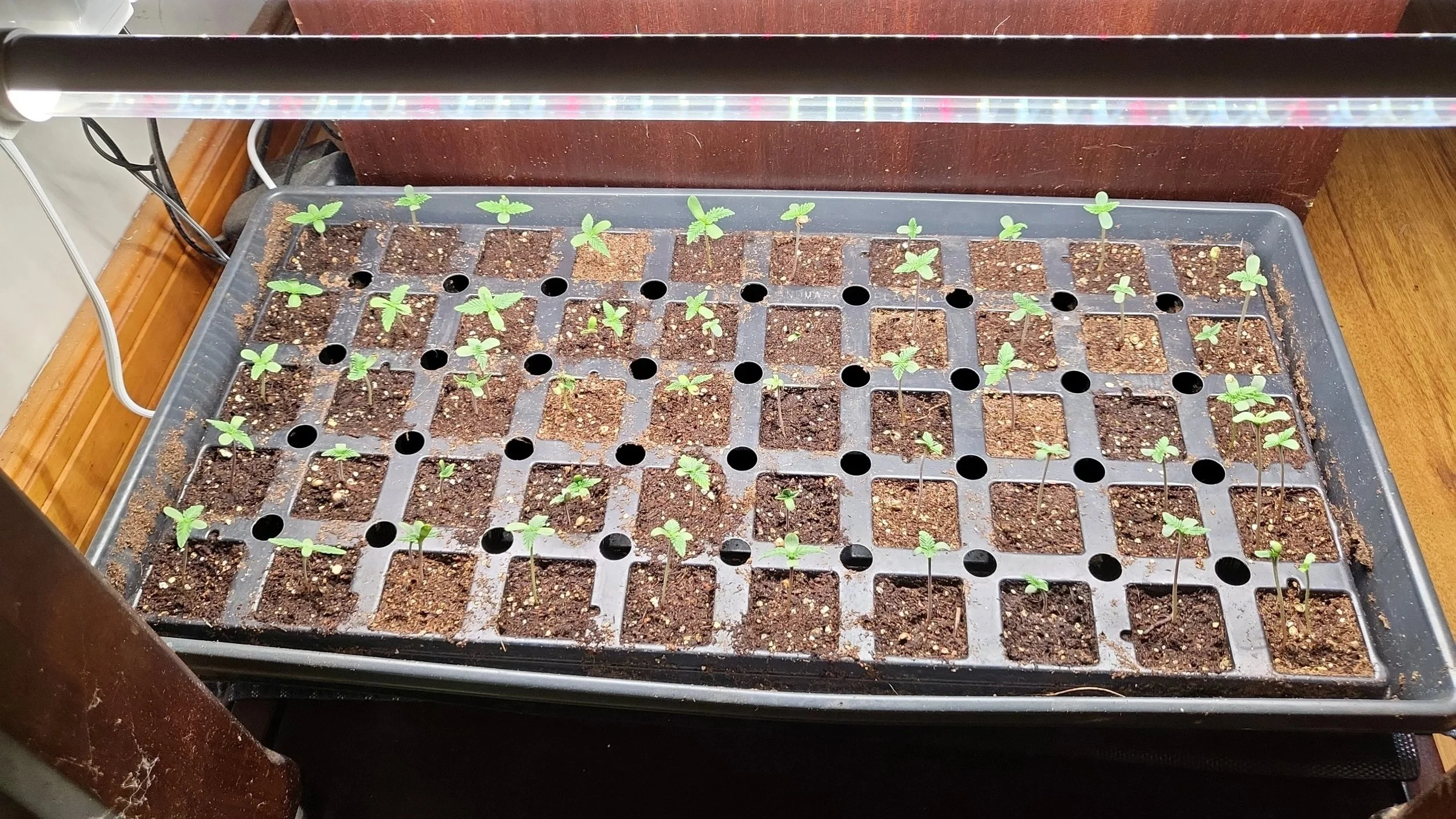 Indoor plant seedlings growing in a tray under grow lights.