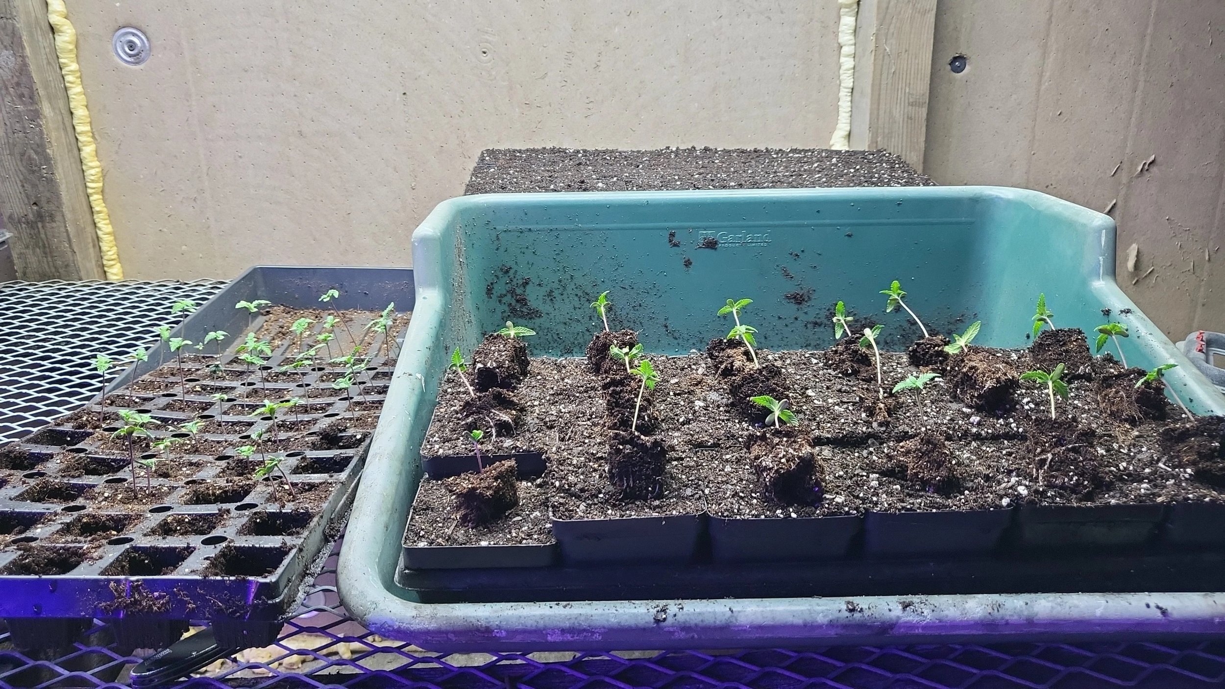 Indoor gardening setup with seedling trays containing young plants and soil, on a purple metal surface with a beige wall in the background.