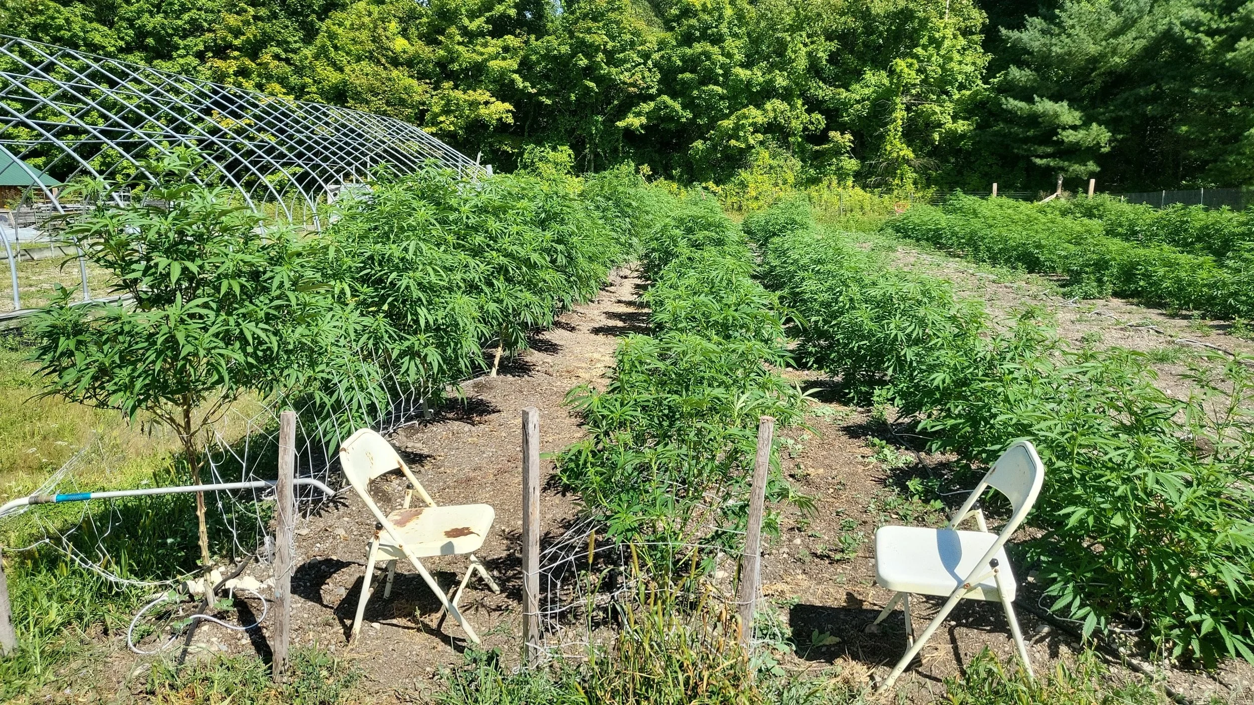 Vail+Family+Farm-Bennington-Vermont-Cannabis-Weed-Farm-18.jpg