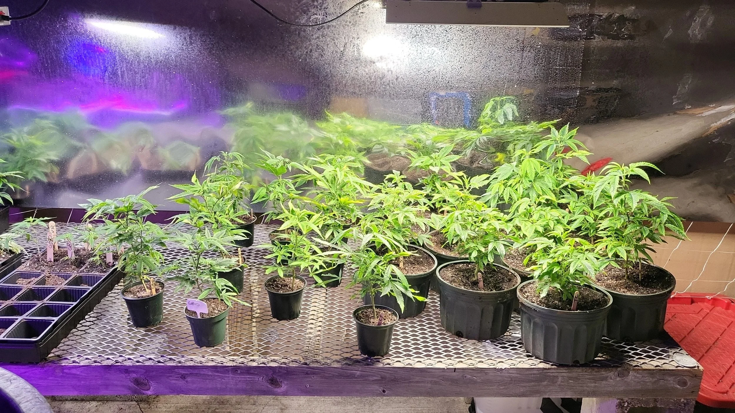 Vail+Family+Farm-Bennington-Vermont-Cannabis-Weed-Farm-19.jpg