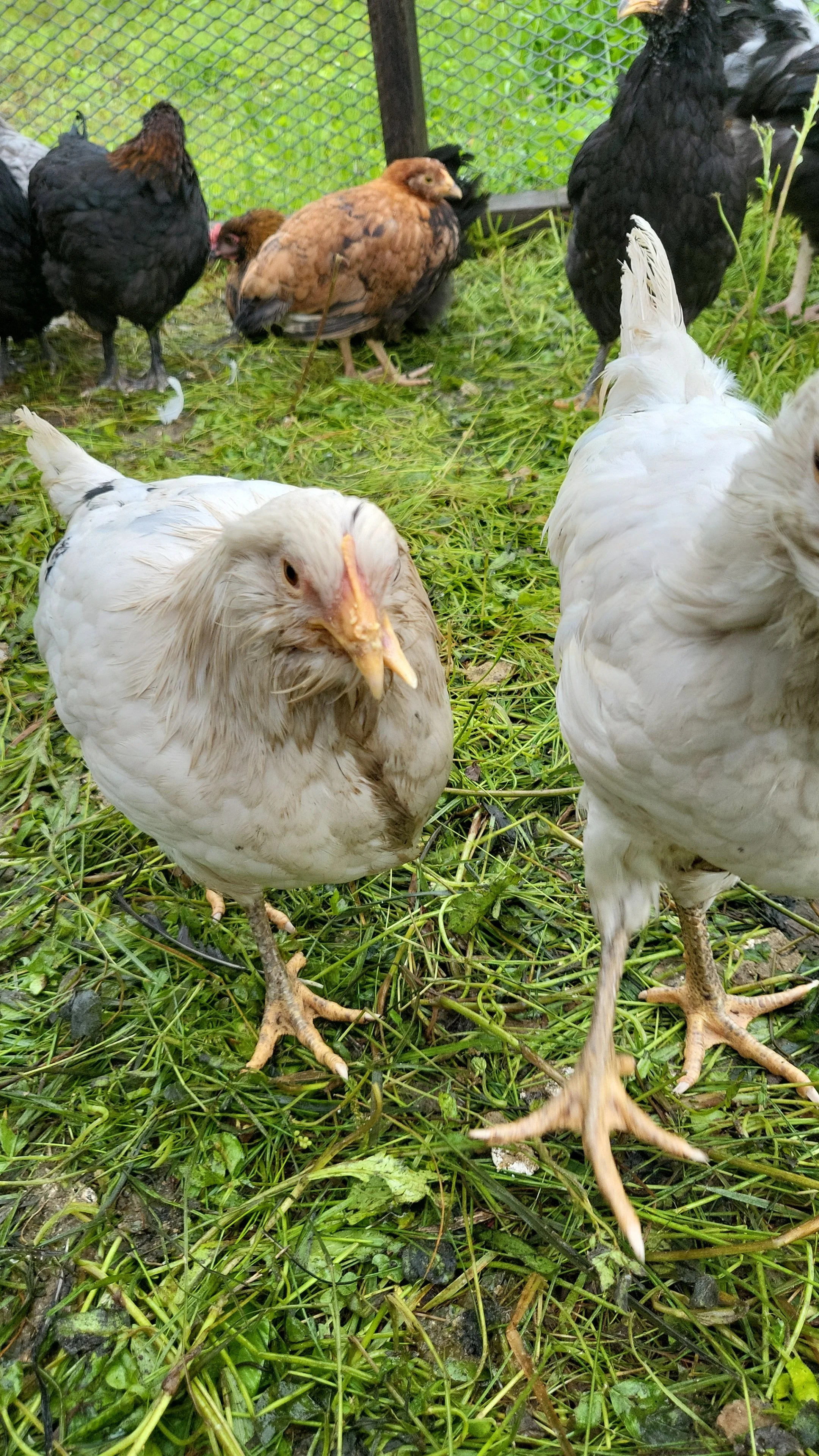 A group of chickens and a turkey standing on grass inside a fenced area.