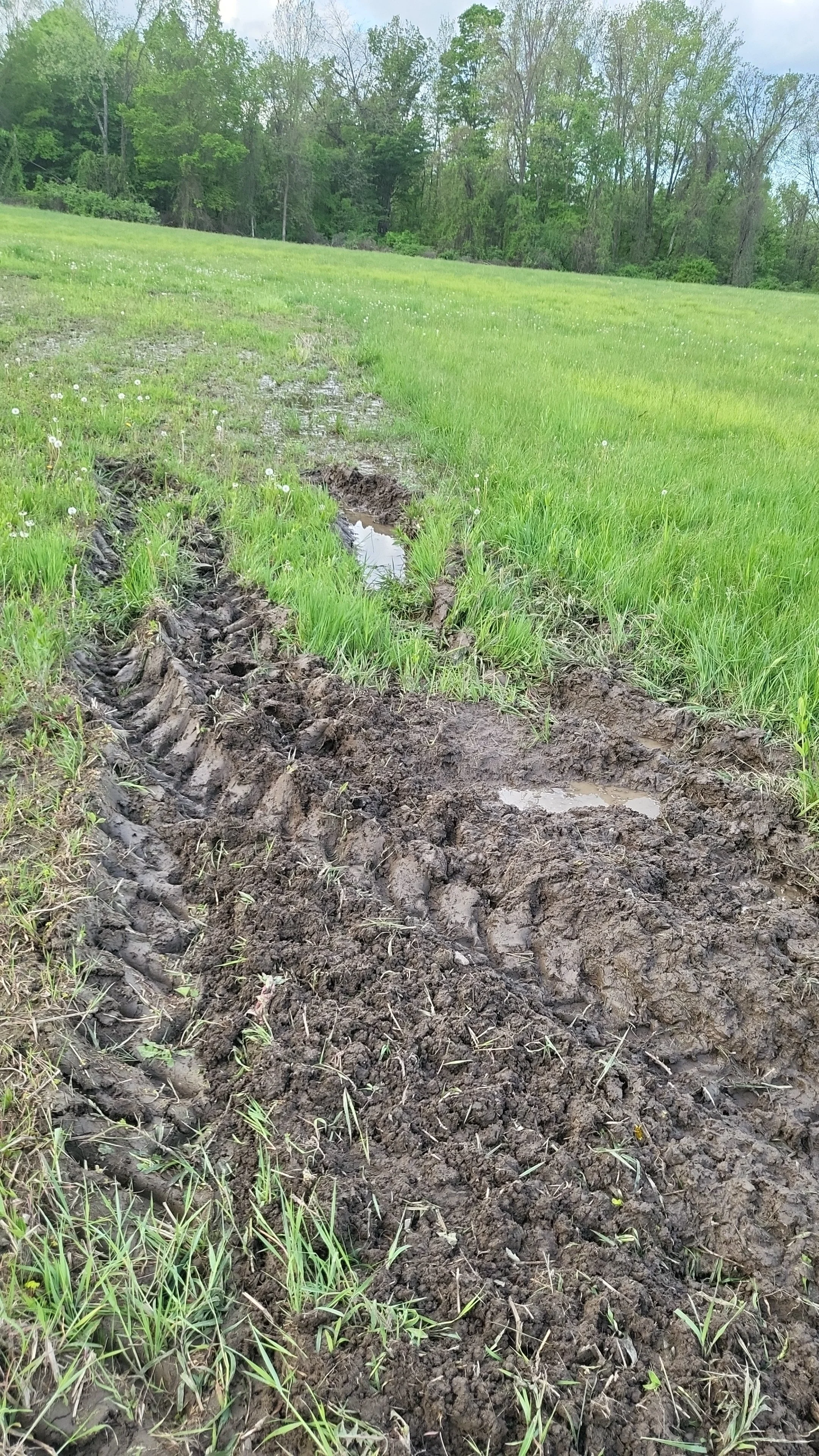 Muddy tire track trail through green grassy field near forested area.