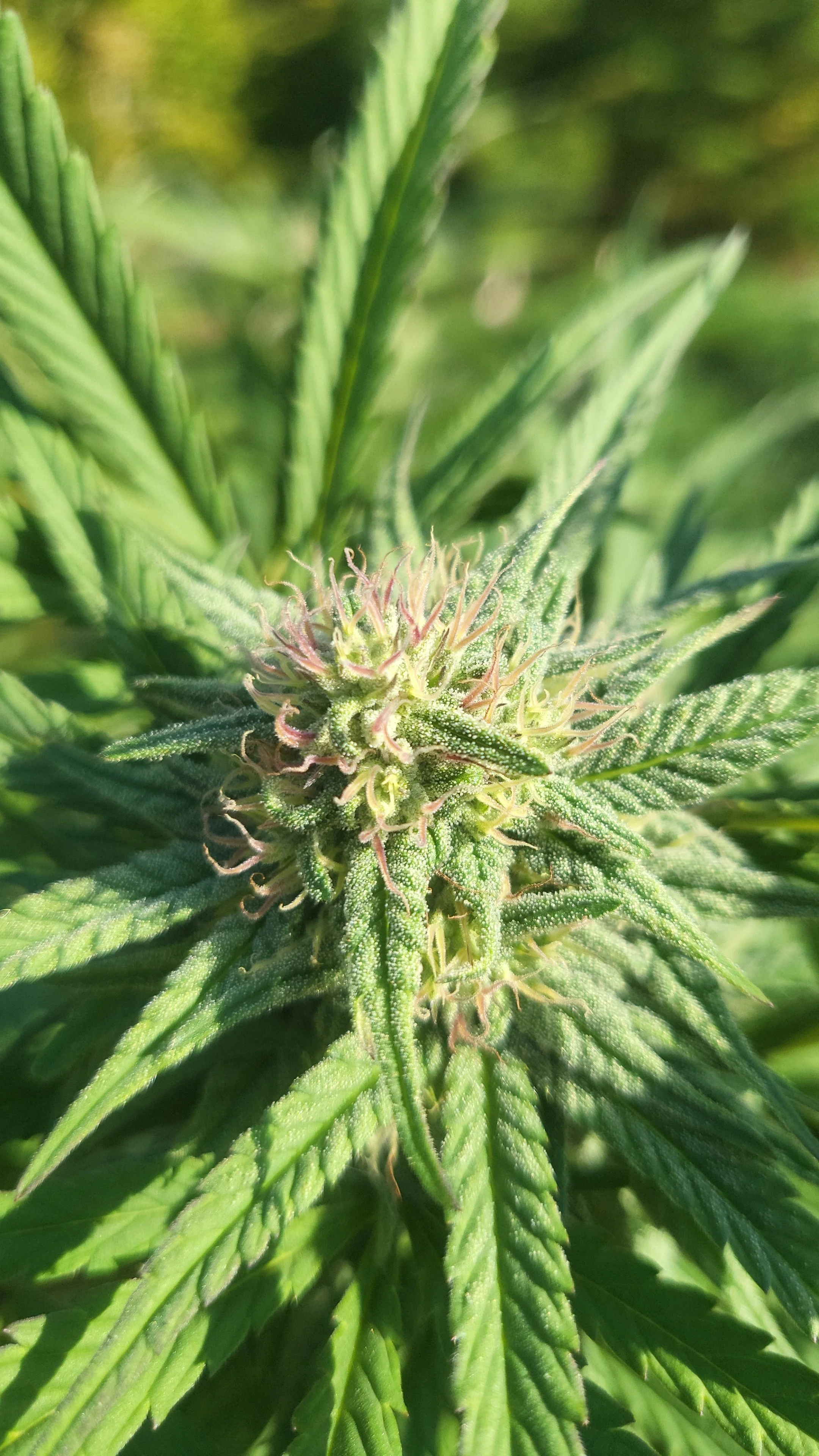 Close-up of a cannabis plant with green leaves and a flowering bud.