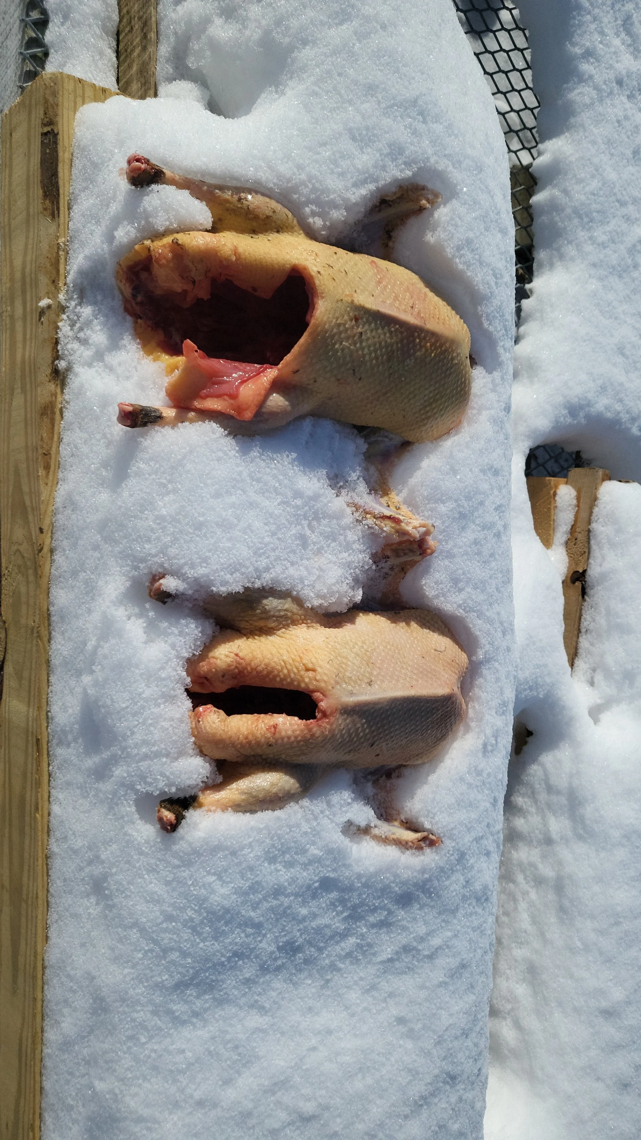 Three fish, likely carp, lying on snow-covered wooden surface, with trellises and snow in the background.