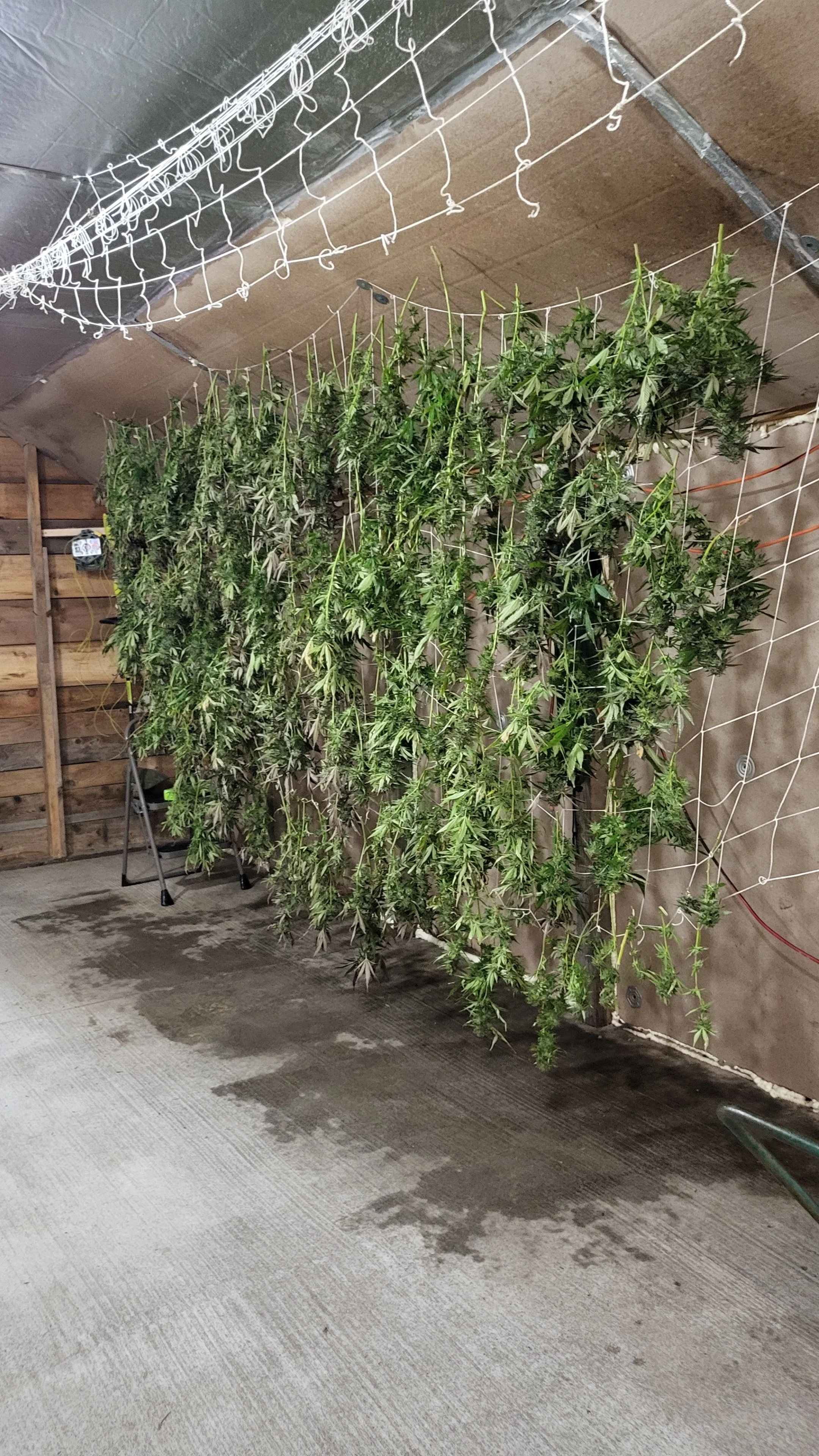 Indoor grow room with marijuana plants hanging to dry on a wire mesh. Wooden walls and concrete floor.