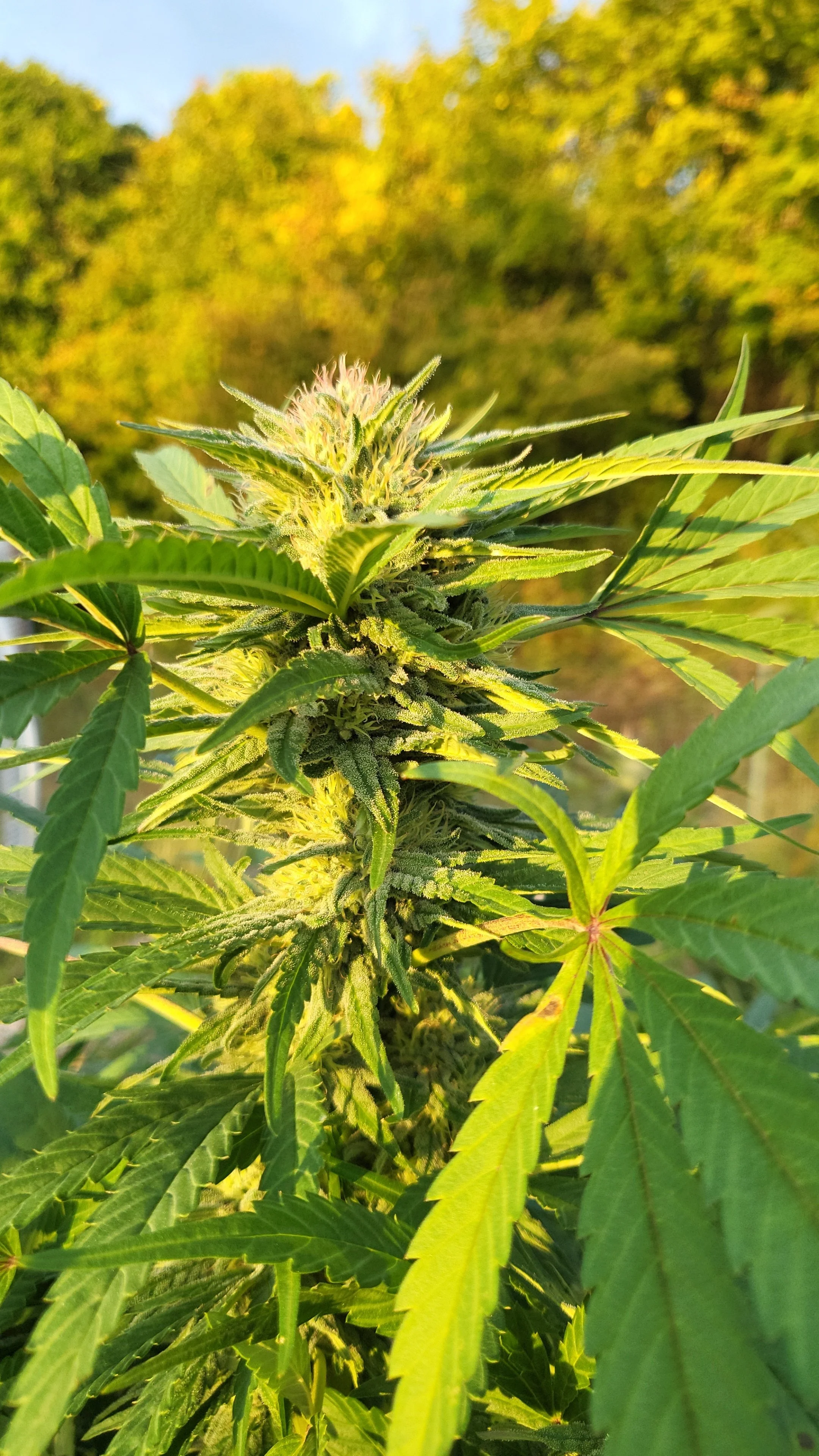 Close-up of a mature cannabis plant with green leaves and flowering buds in sunlight.