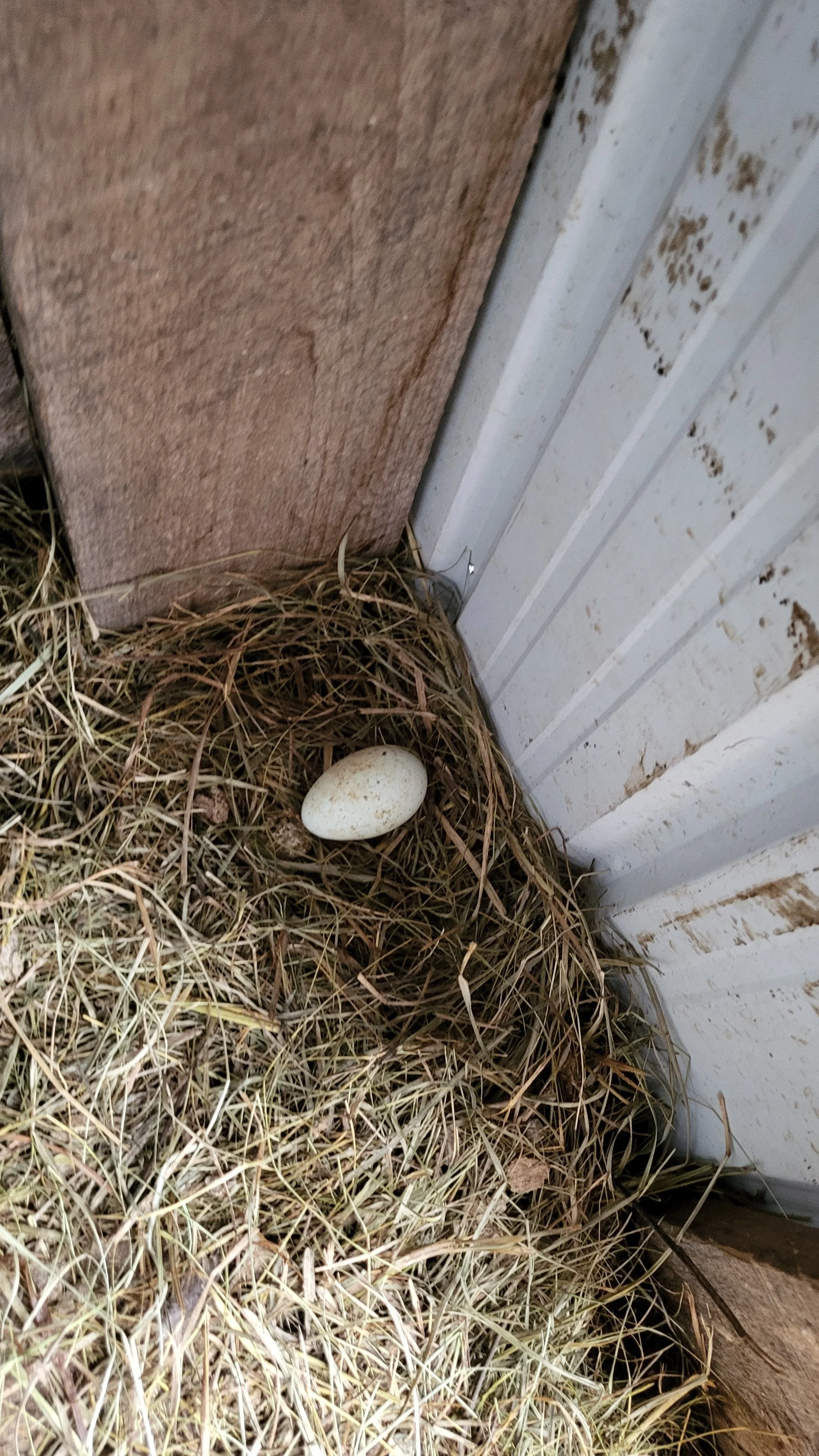 A bird's nest with a single speckled egg resting among dry grass, situated at the corner where a brown wooden wall meets a white metal siding.