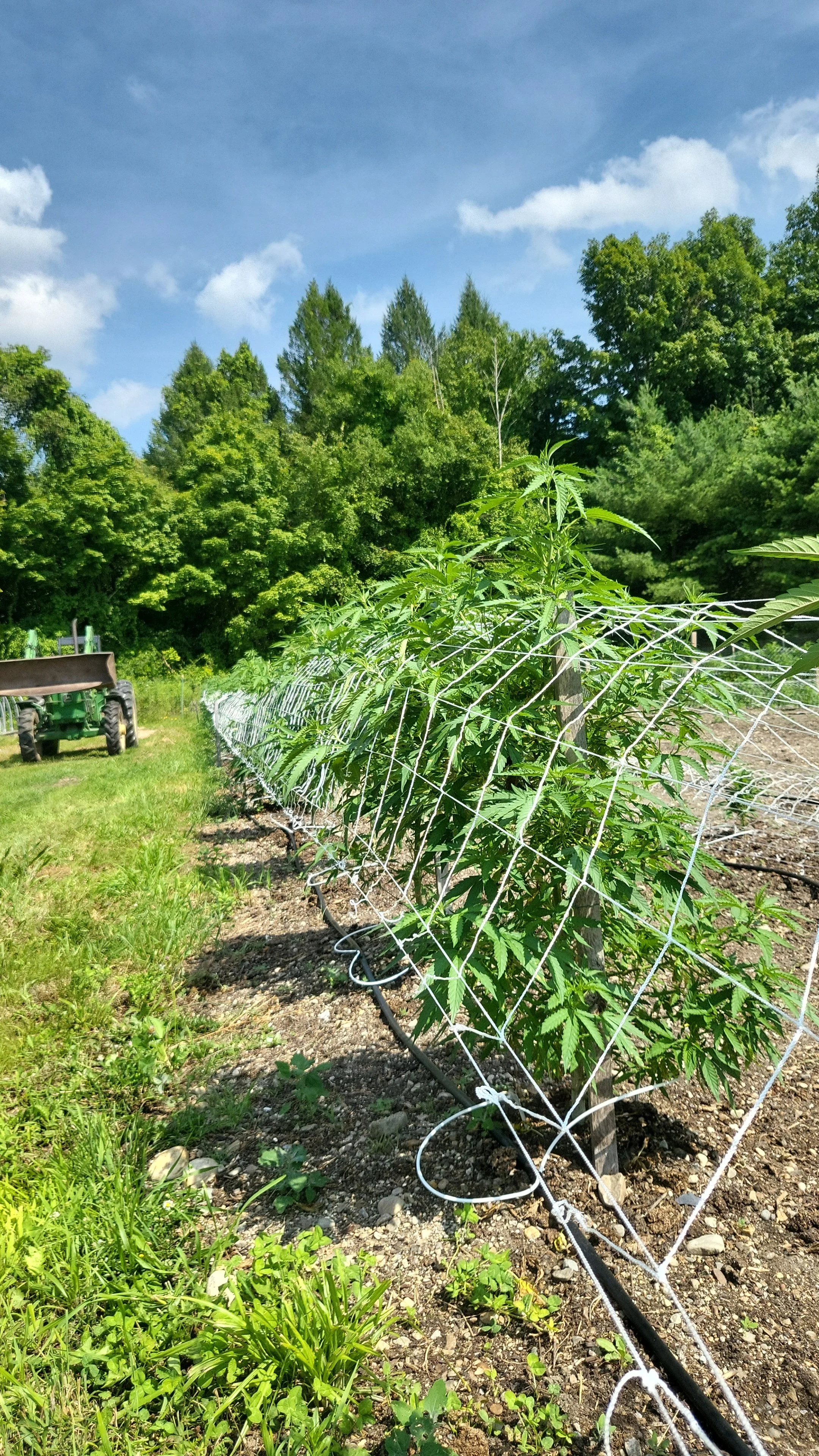 Vail Family Farm-Bennington-Vermont-Cannabis-Weed-Farm-17.jpg
