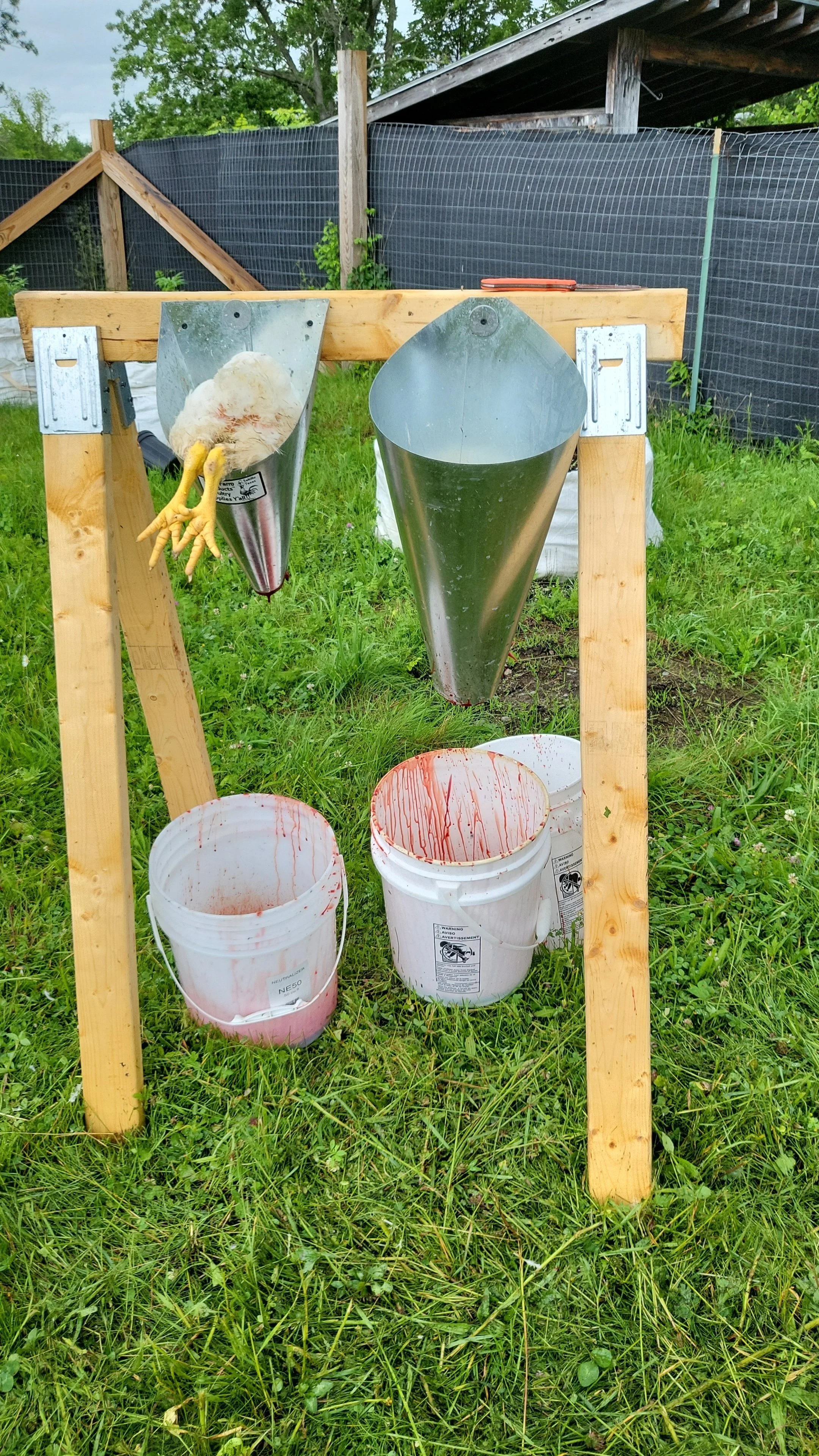 A chicken feeder and watering system with buckets filled with water and feed, mounted on a wooden frame, set outdoors on a grassy area with a black fence and trees in the background.