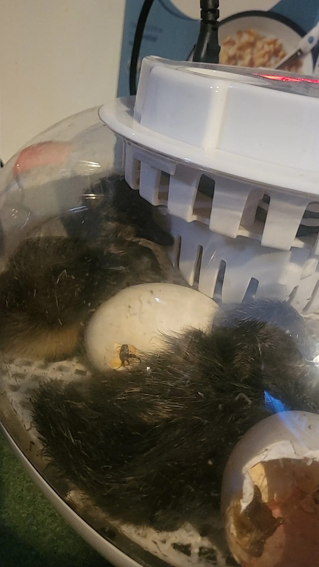 A plastic container with a cracked egg, some dark hair, and a small insect inside, with eggs and food containers surrounding it.