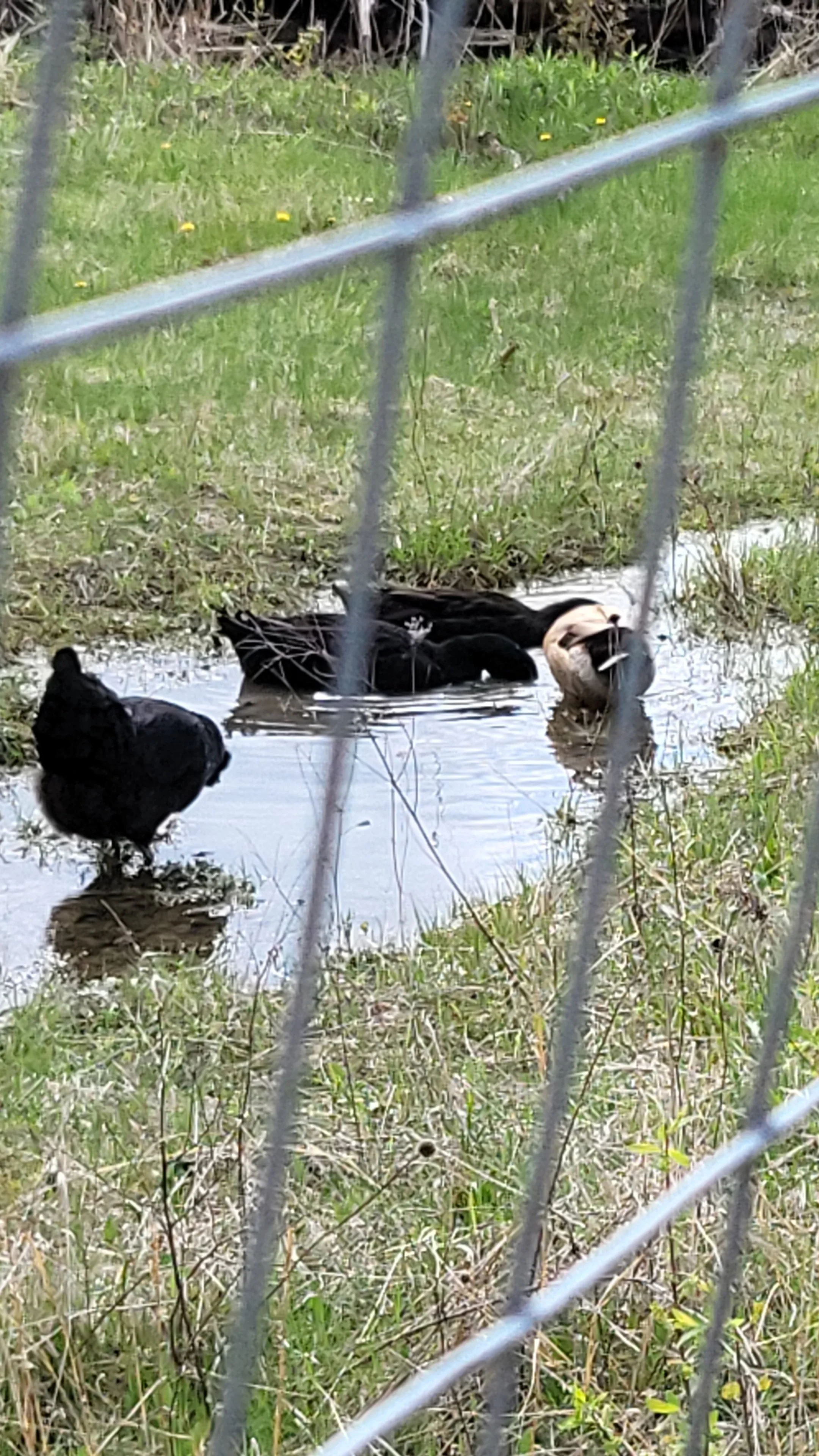 Three birds near or in water with green grass in the background, viewed through a chain-link fence.