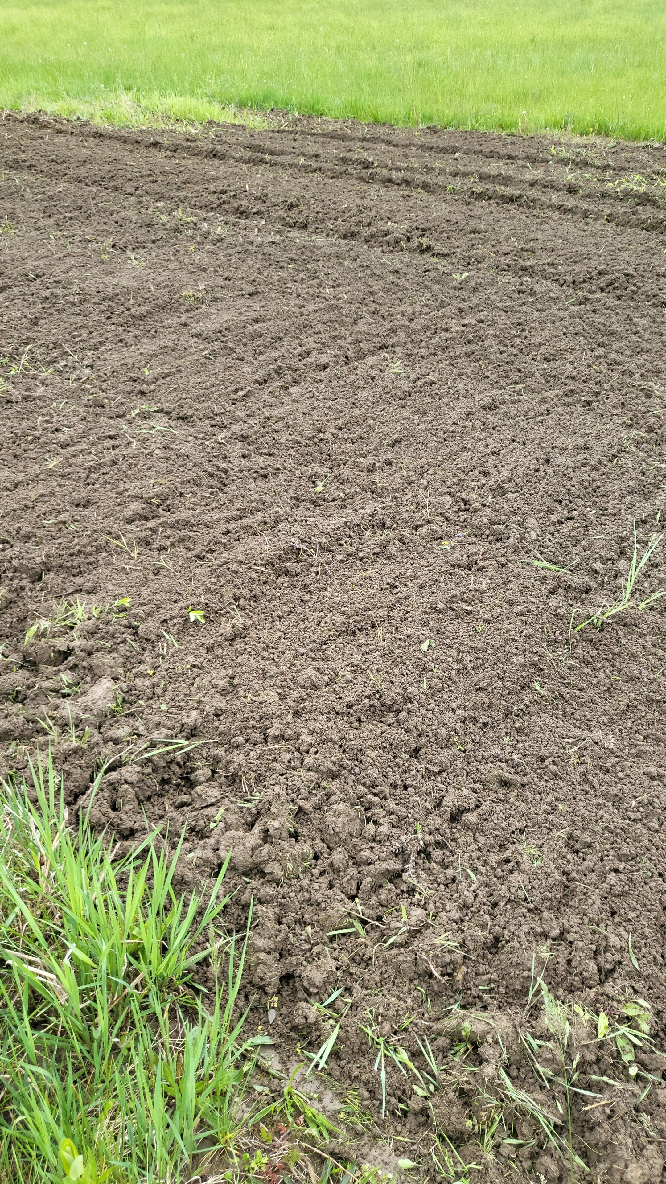 A freshly tilled garden bed with dark soil and some small green plants starting to grow, bordered by green grass.