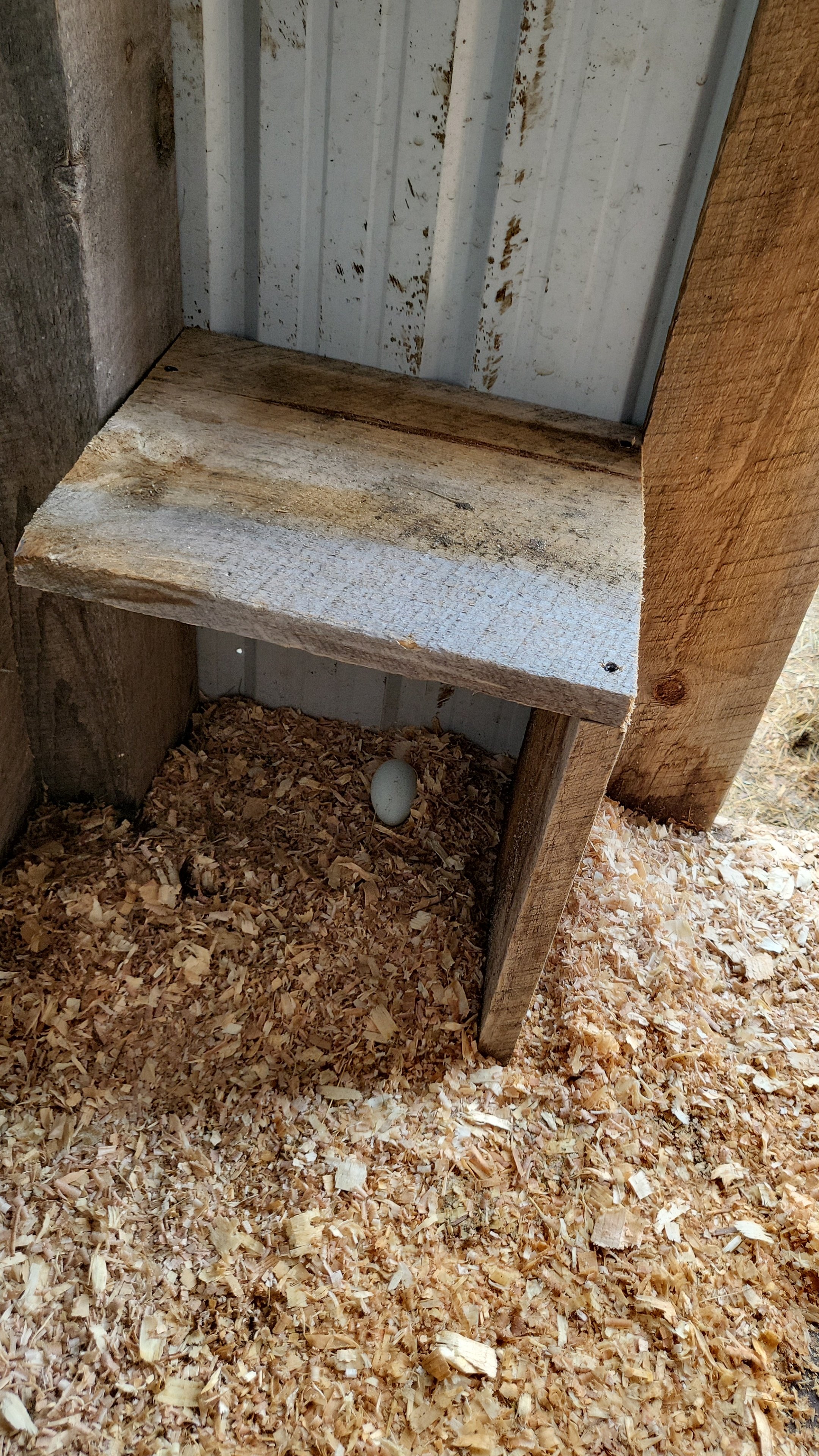 A wooden nesting box inside a shed with wood shavings on the floor and a single egg inside.