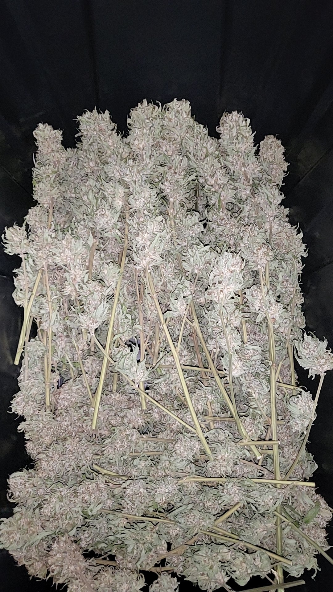 Vail Family Farm-Bennington-Vermont-Cannabis-Weed-Farm-20.jpg