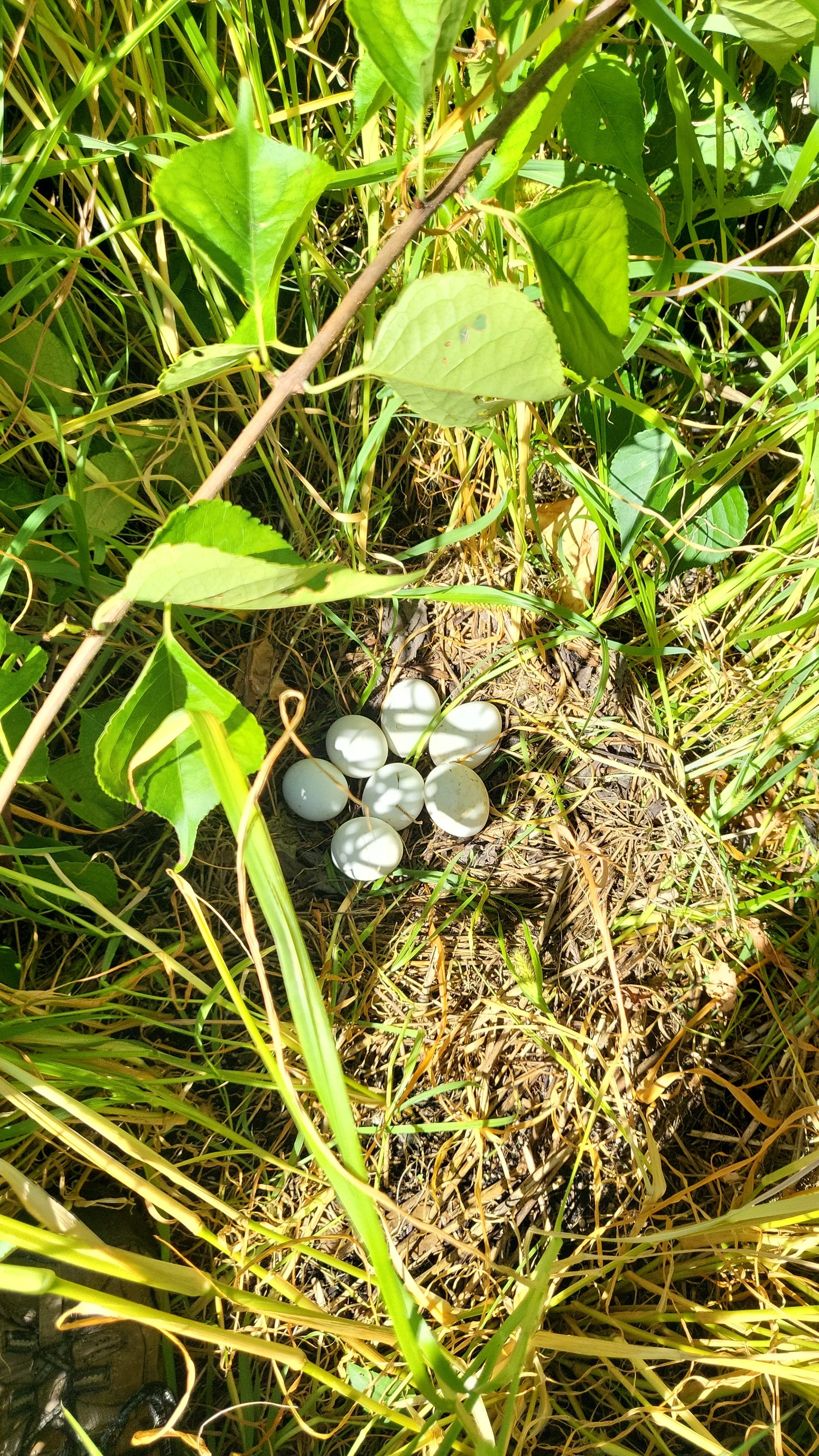 A cluster of white eggs on the ground surrounded by green leaves and grass.