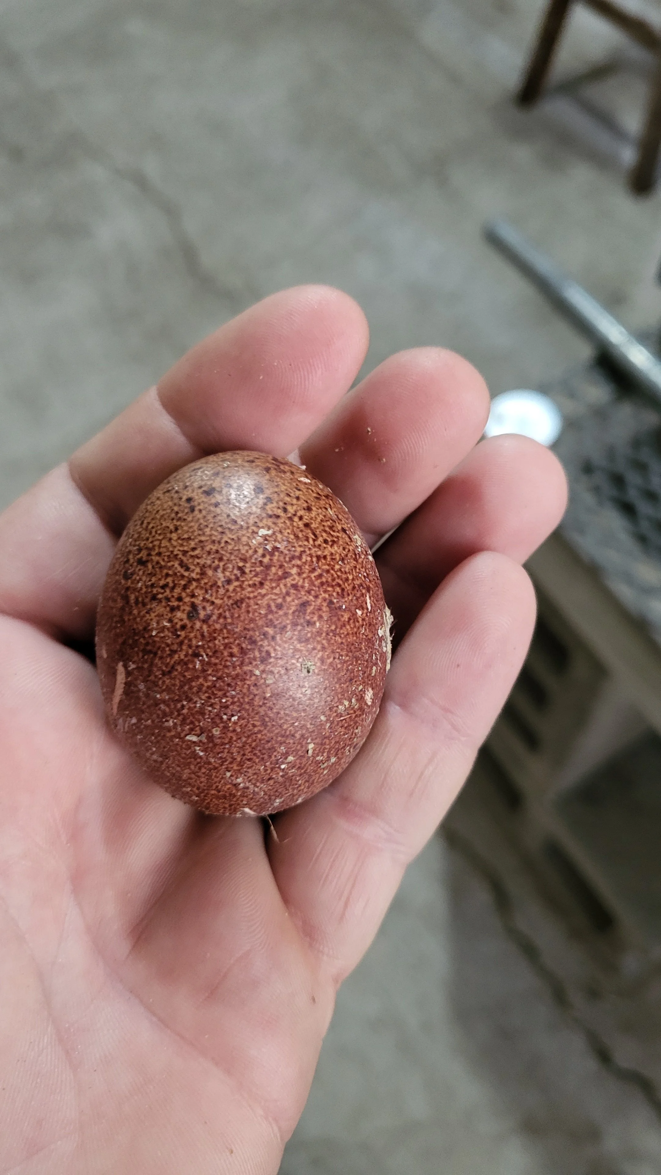 A person's hand holding a speckled brown egg.