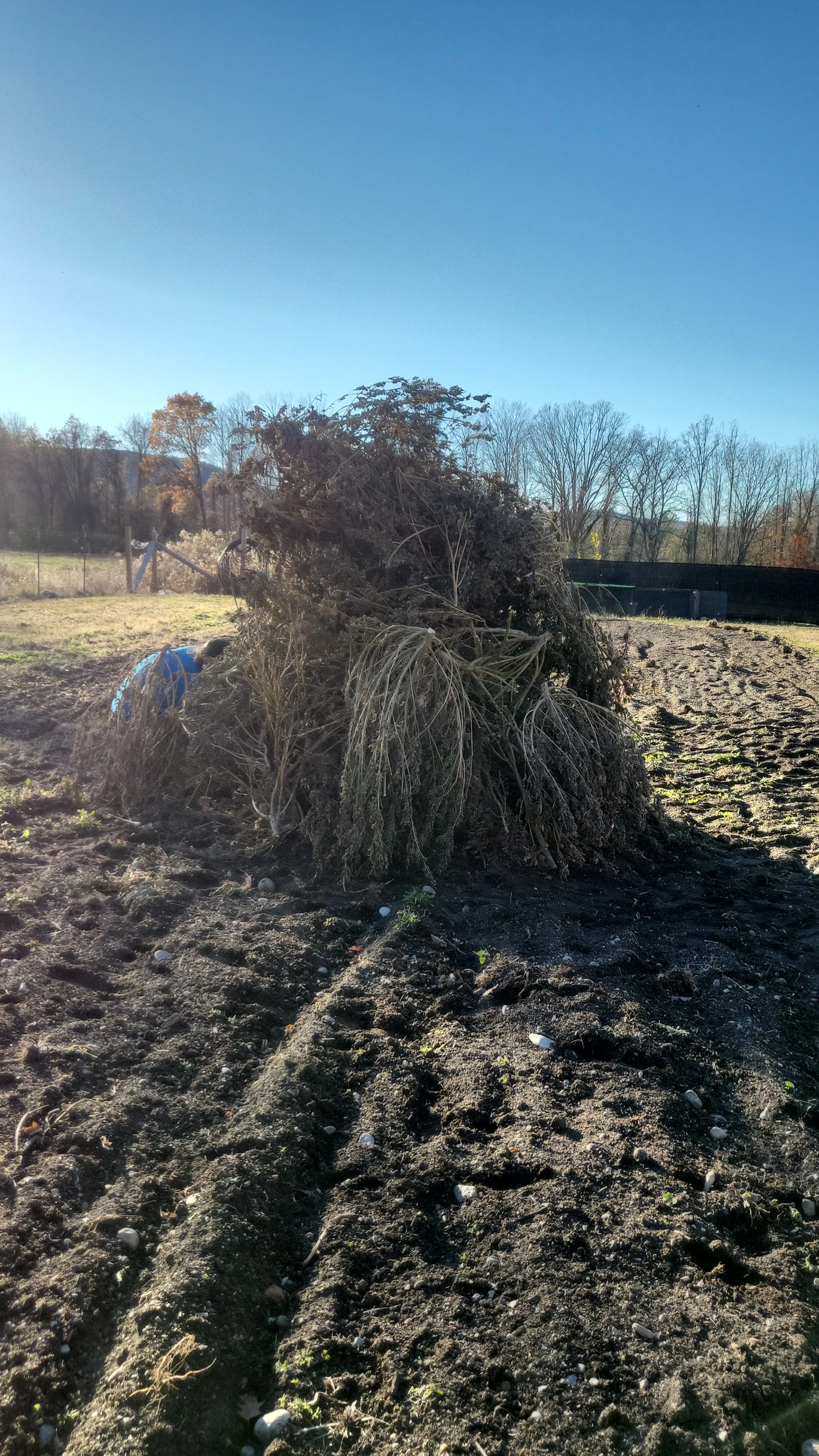 A pile of uprooted plants and roots on dark, freshly tilled soil in a rural outdoor setting with trees and a clear blue sky in the background.