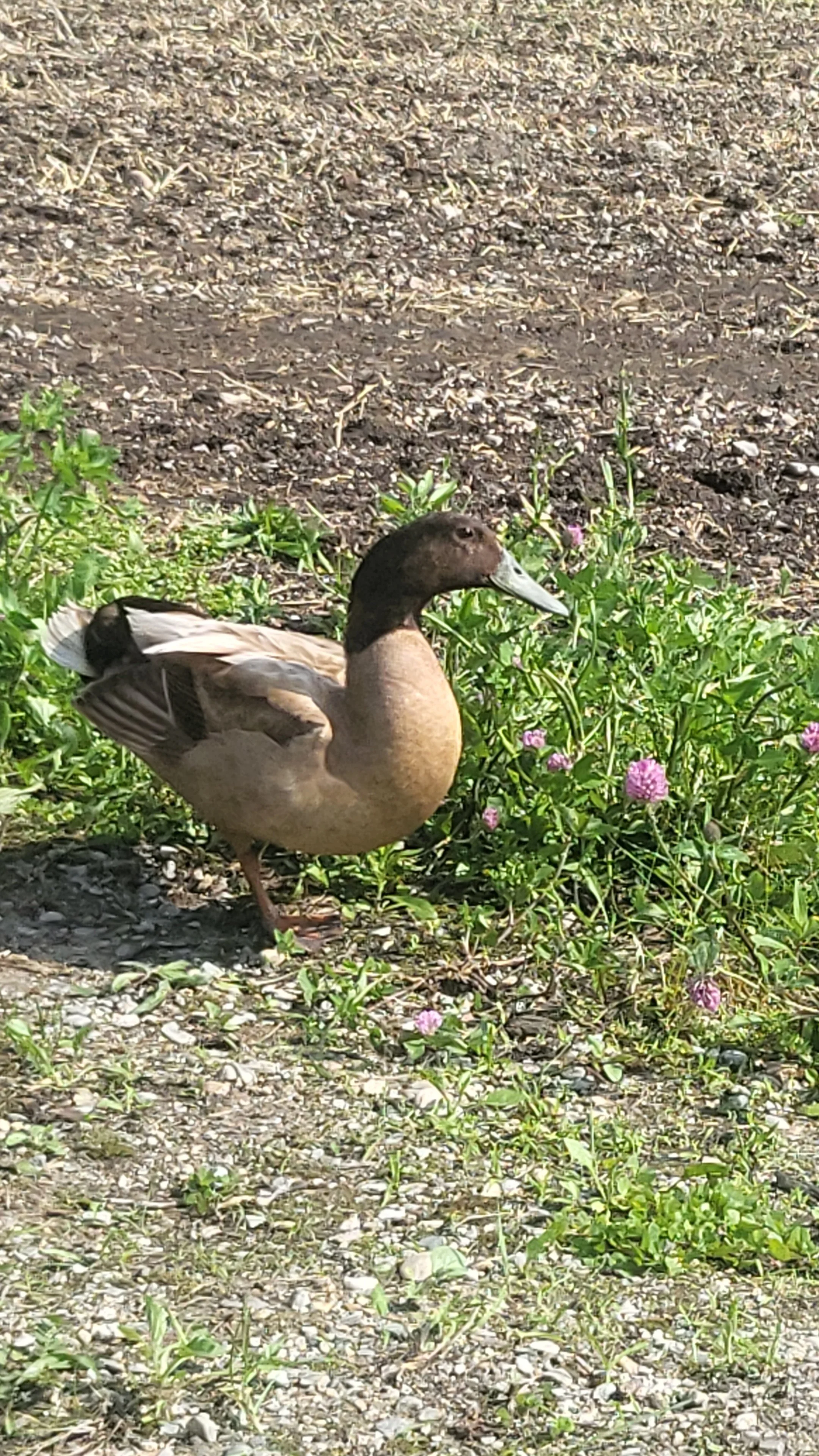 A brown duck standing in front of pink flowers and green plants, on a dirt ground.
