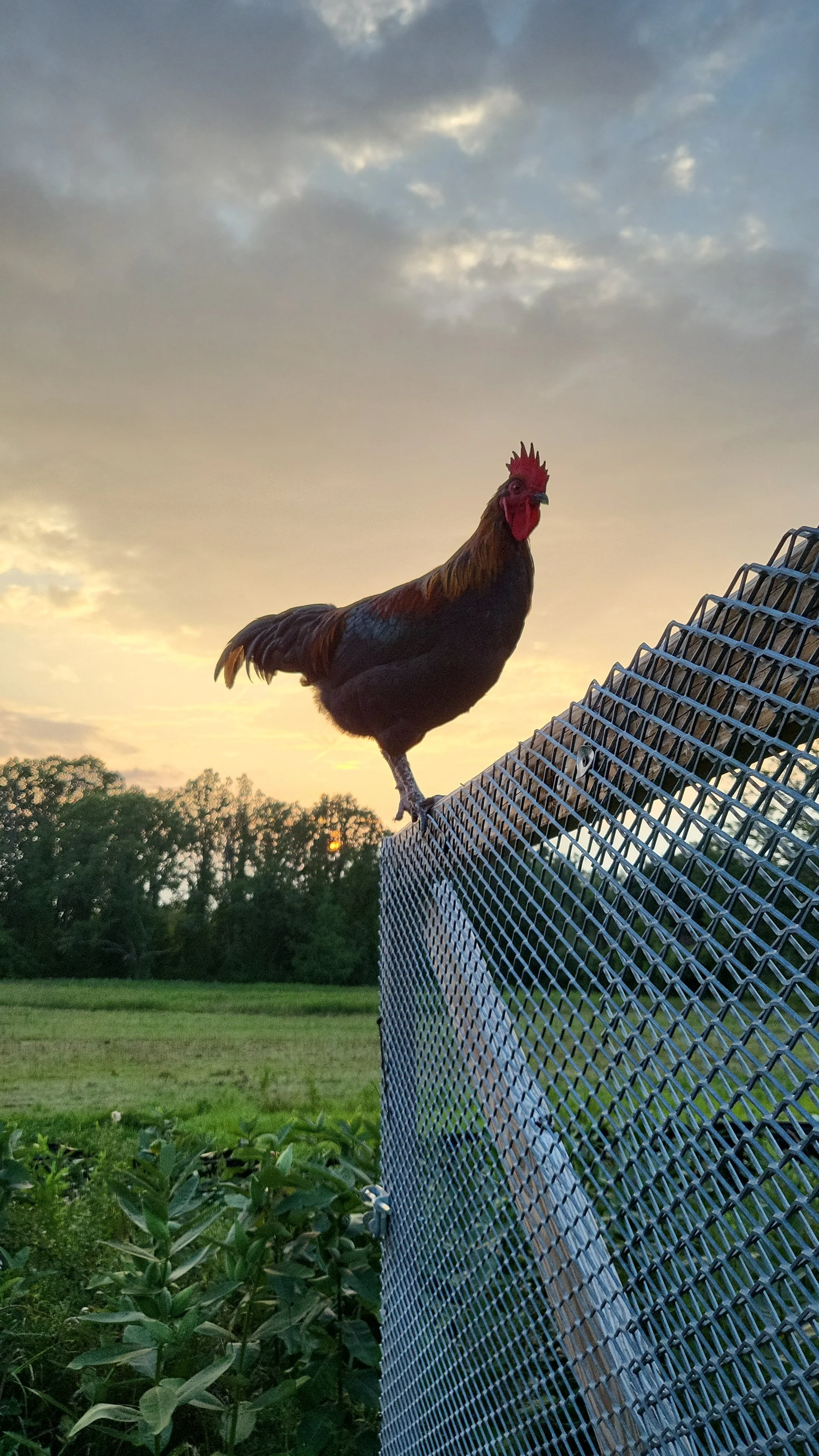 A rooster standing on a metal fence at sunset or sunrise with a sky filled with scattered clouds and trees in the background.
