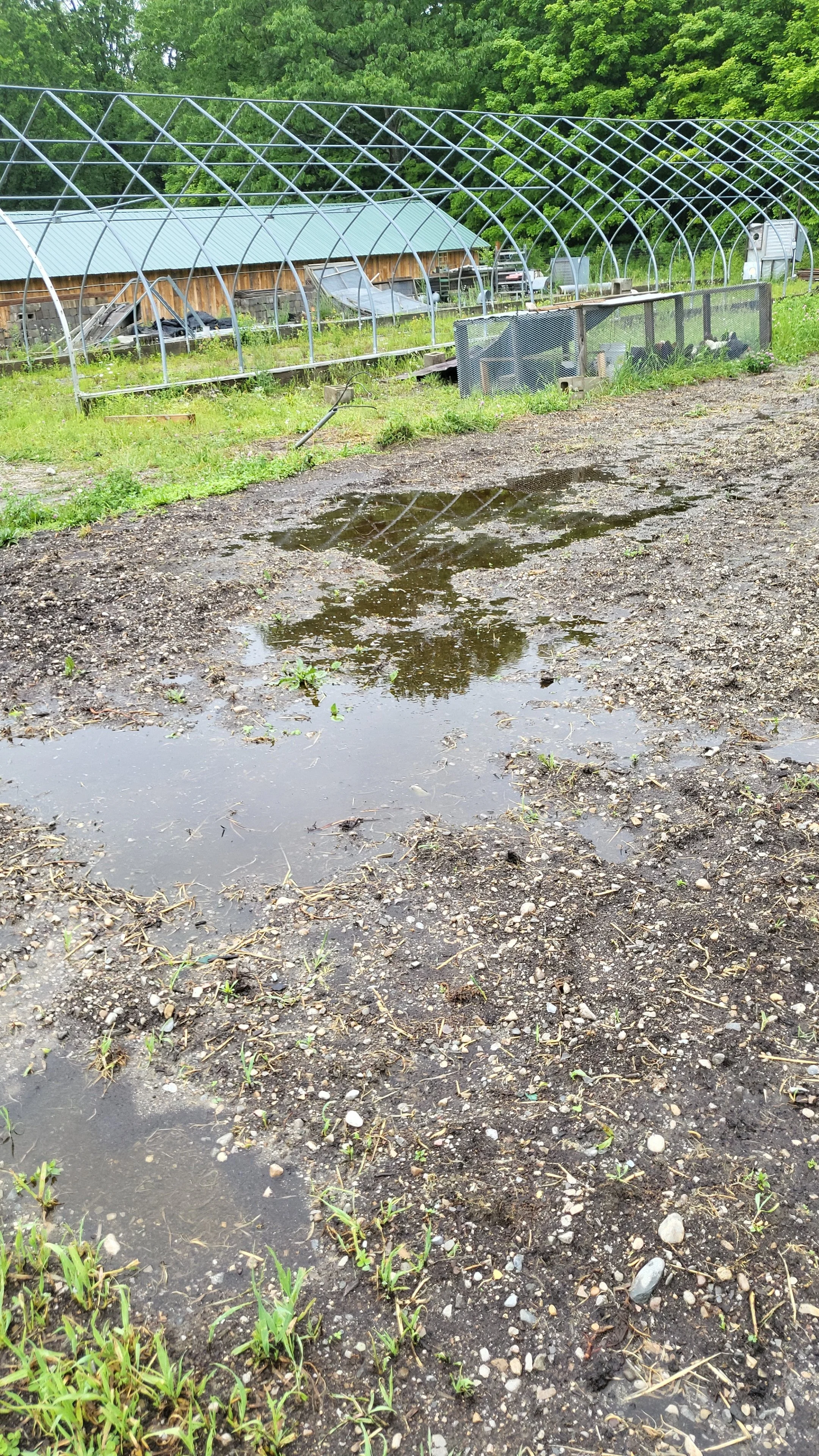 A farm scene with a green metal barn, a greenhouse, and a muddy, water puddled area in the foreground.