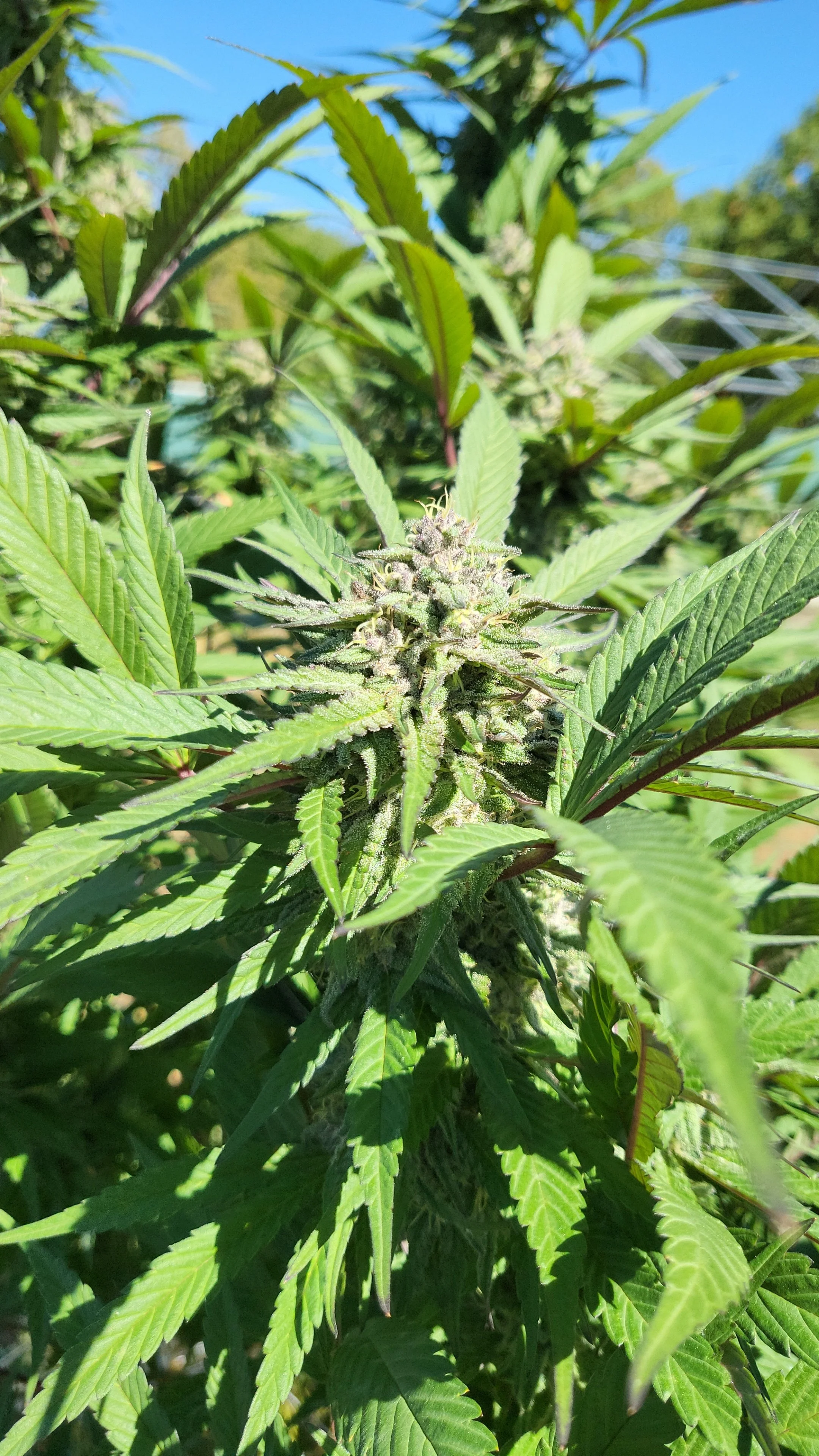 Close-up of a cannabis plant with green leaves and flowering buds under a clear blue sky.