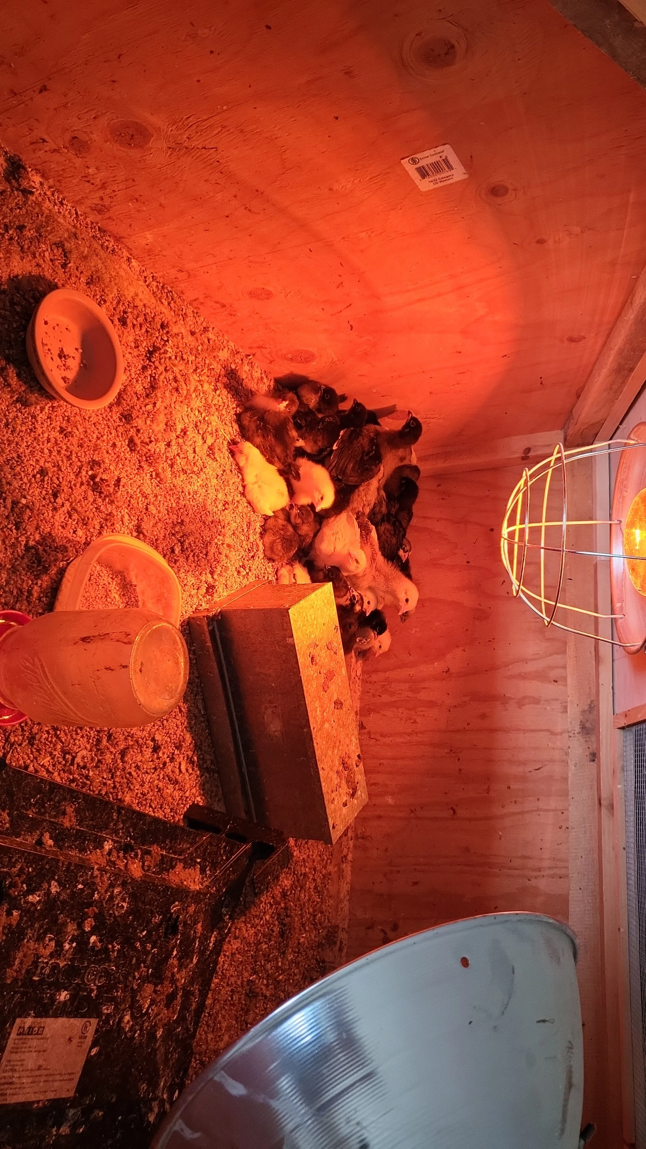 A group of baby chicks in a wooden brooder, illuminated by red heat lamp light, with feeding and water dishes around them.