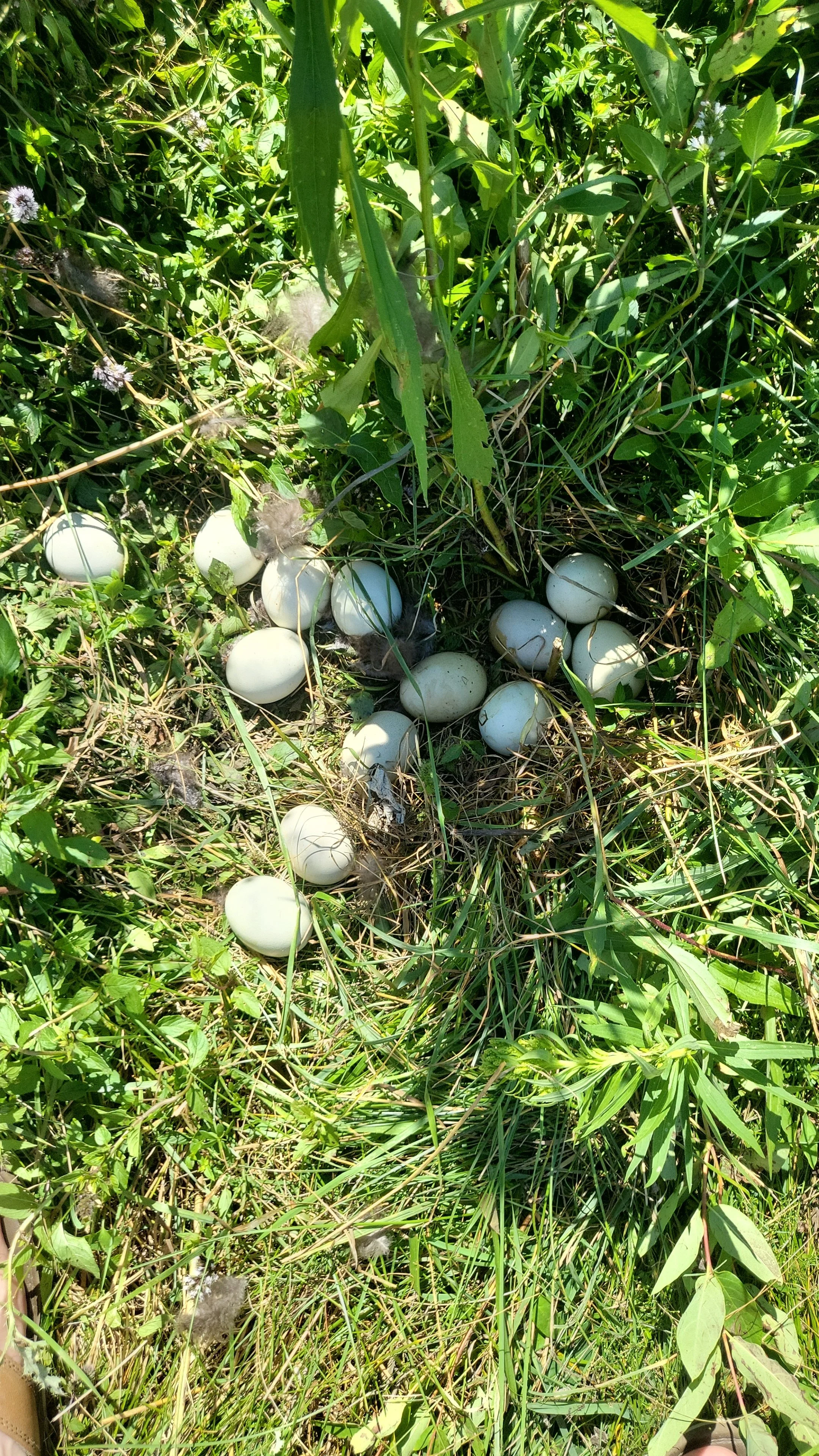 A nest of white eggs on the ground among grass and green plants.