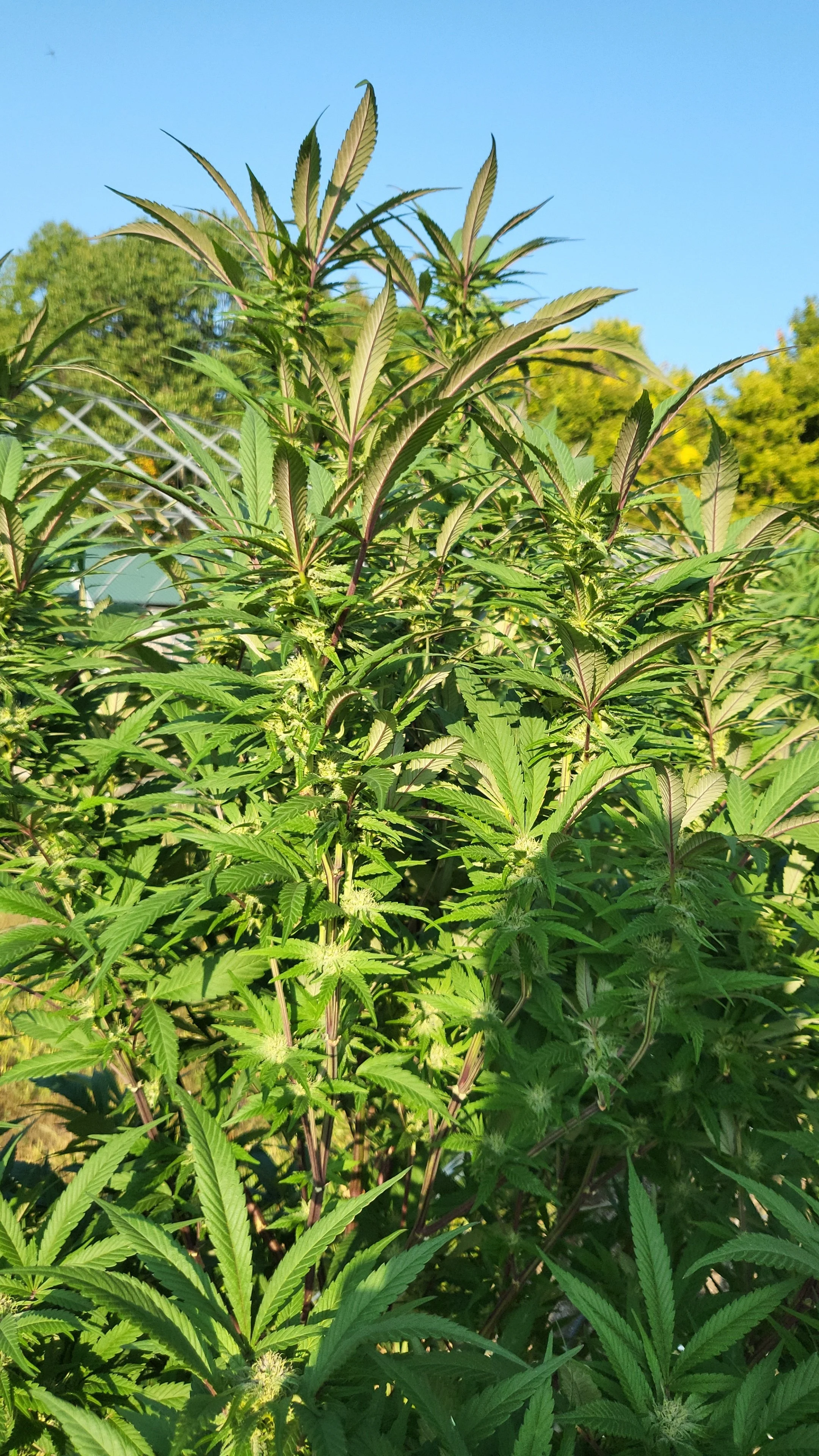 Vail Family Farm-Bennington-Vermont-Cannabis-Weed-Farm-14.jpg