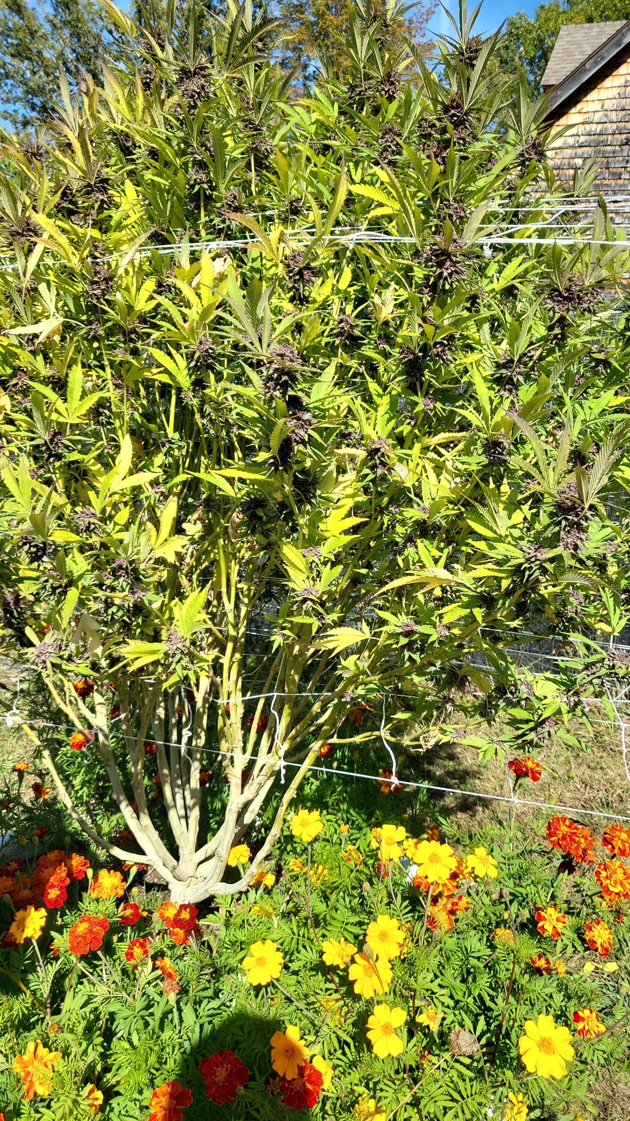 A large cannabis plant with dense green leaves and purple-tinged buds, supported by white strings, surrounded by orange and yellow marigold flowers in a garden with a house in the background.