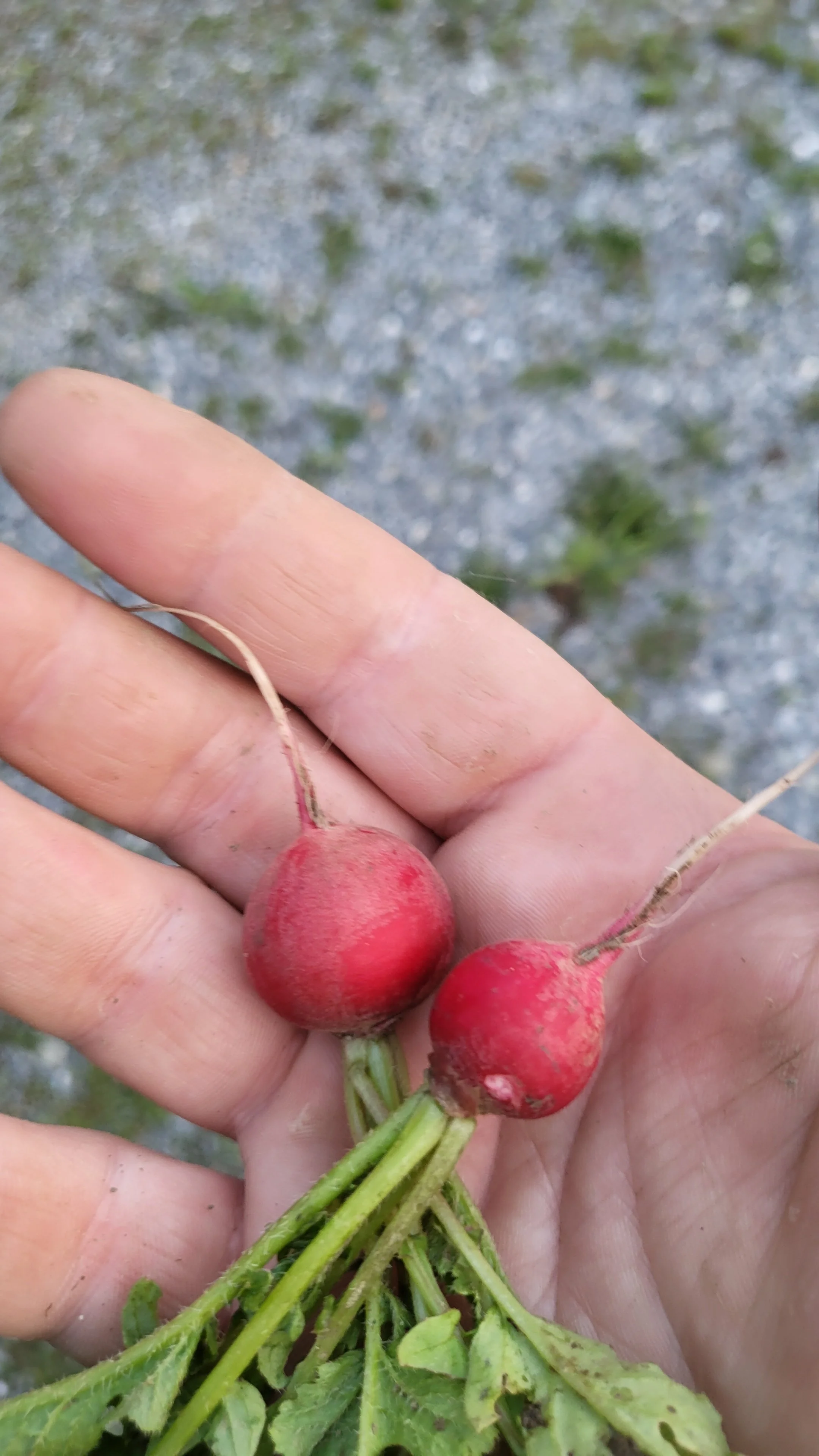 Close-up of a person's hand holding a small bunch of freshly harvested radishes with green leaves, on a rough outdoor ground.