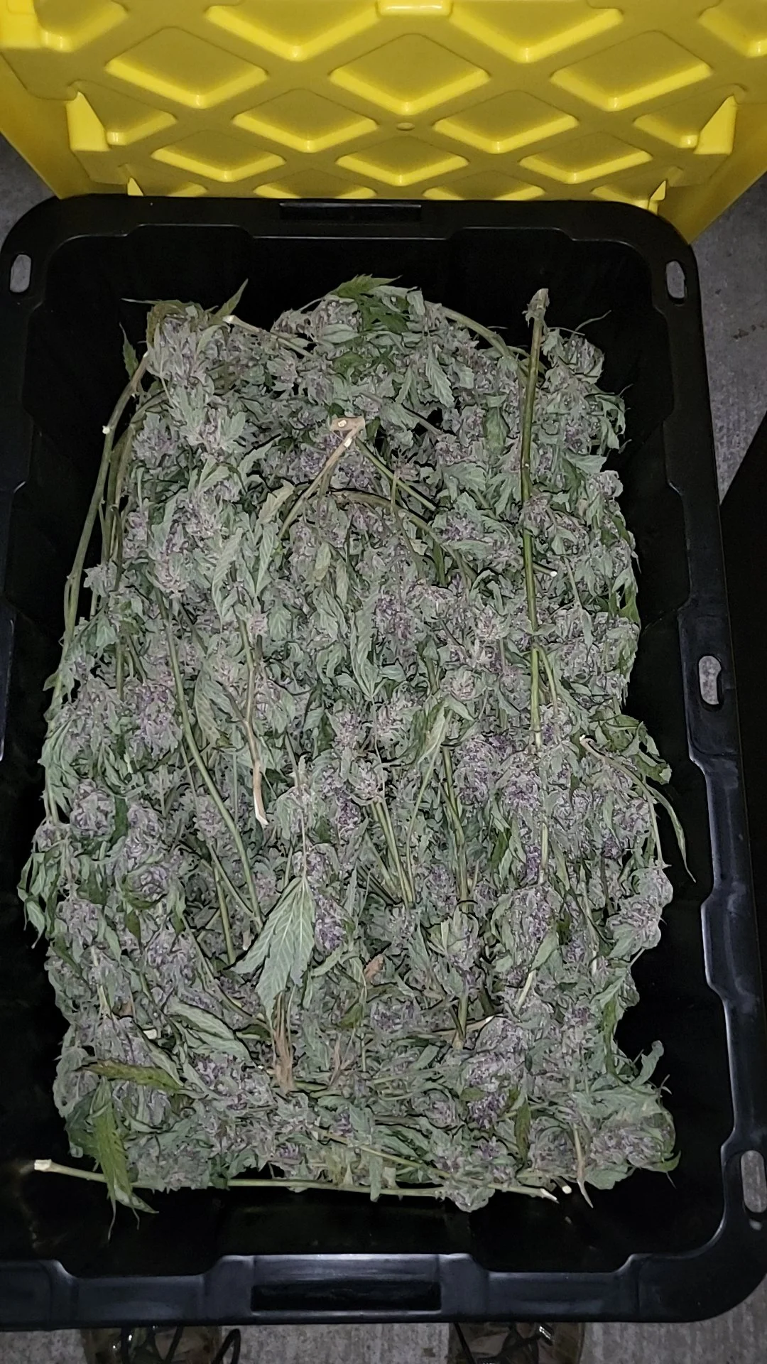 Vail Family Farm-Bennington-Vermont-Cannabis-Weed-Farm-16.jpg