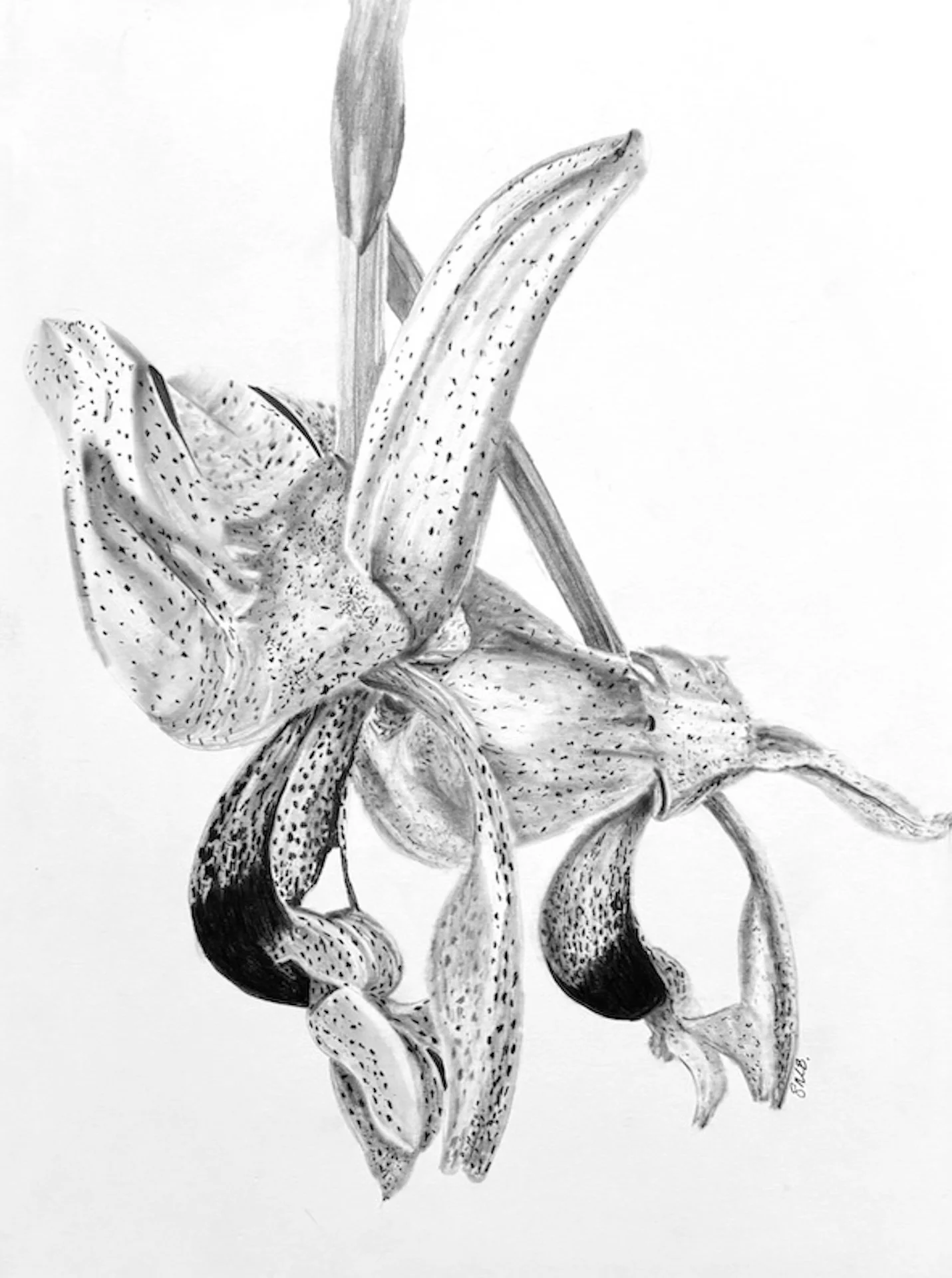 Double Orchid Drawing