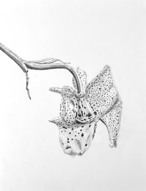 Single Orchid_Shana Bowes_graphite_sm.jpg