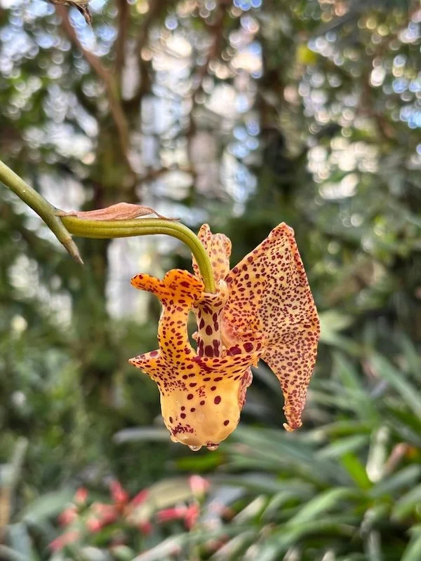 Shana Bowes_Single Orchid_web.jpg