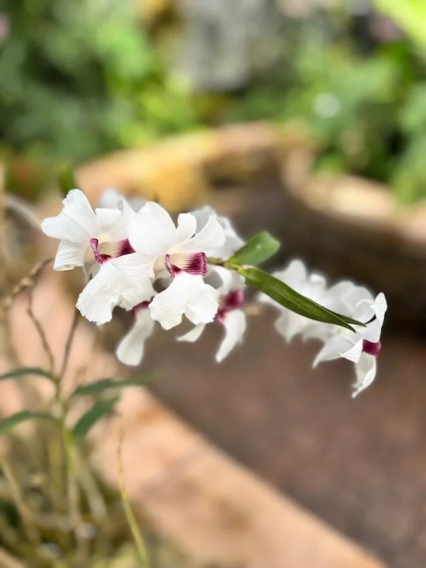 Shana Bowes_White Orchid_web.jpg