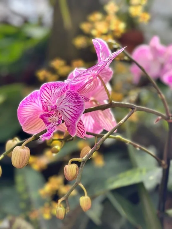 Shana Bowes_Pink Orchid_web.jpg