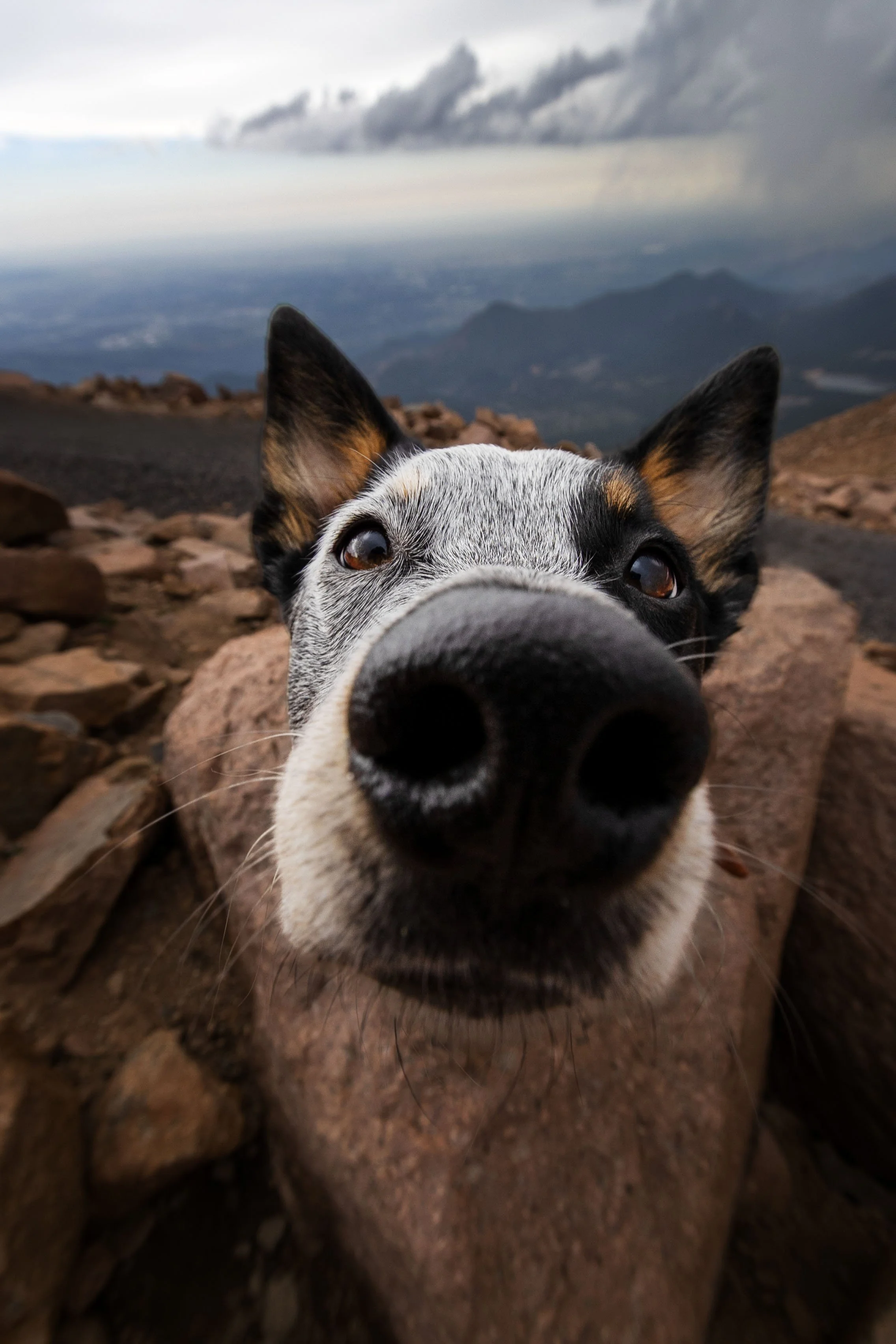 Jango Wide Angle Nose.jpg