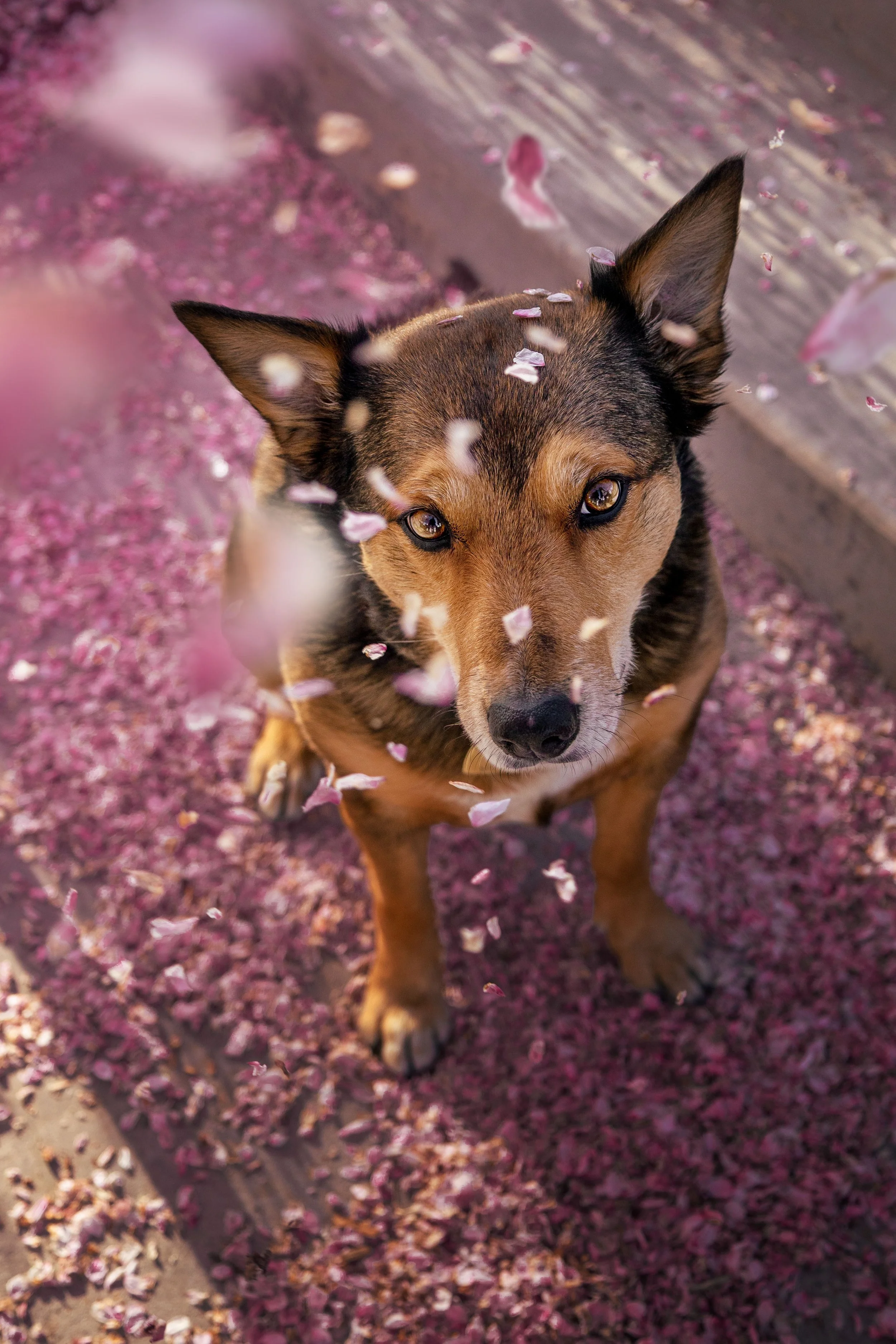 Myla Blossoms.jpg