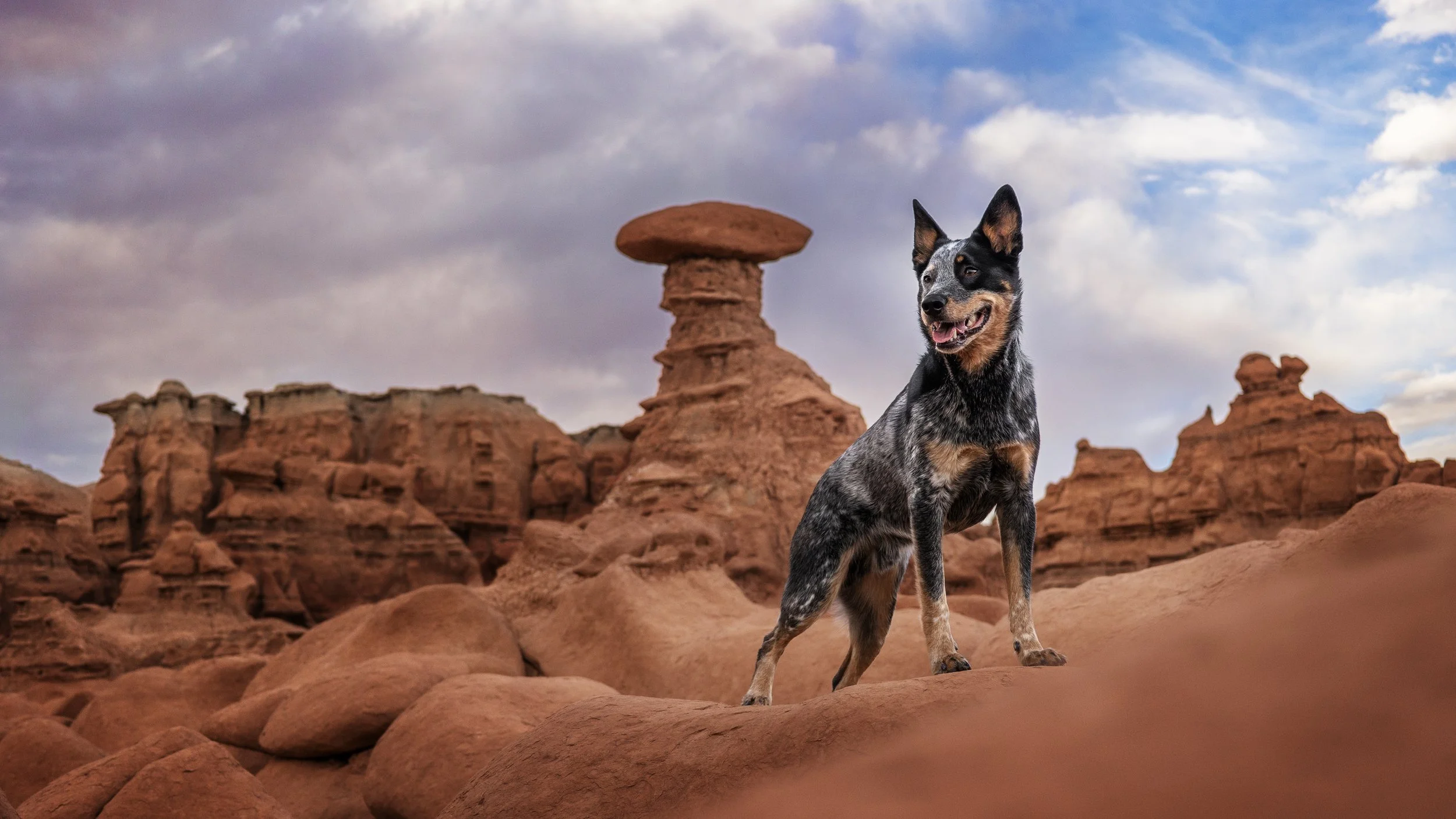 Hoodoo Boy Jango.jpg