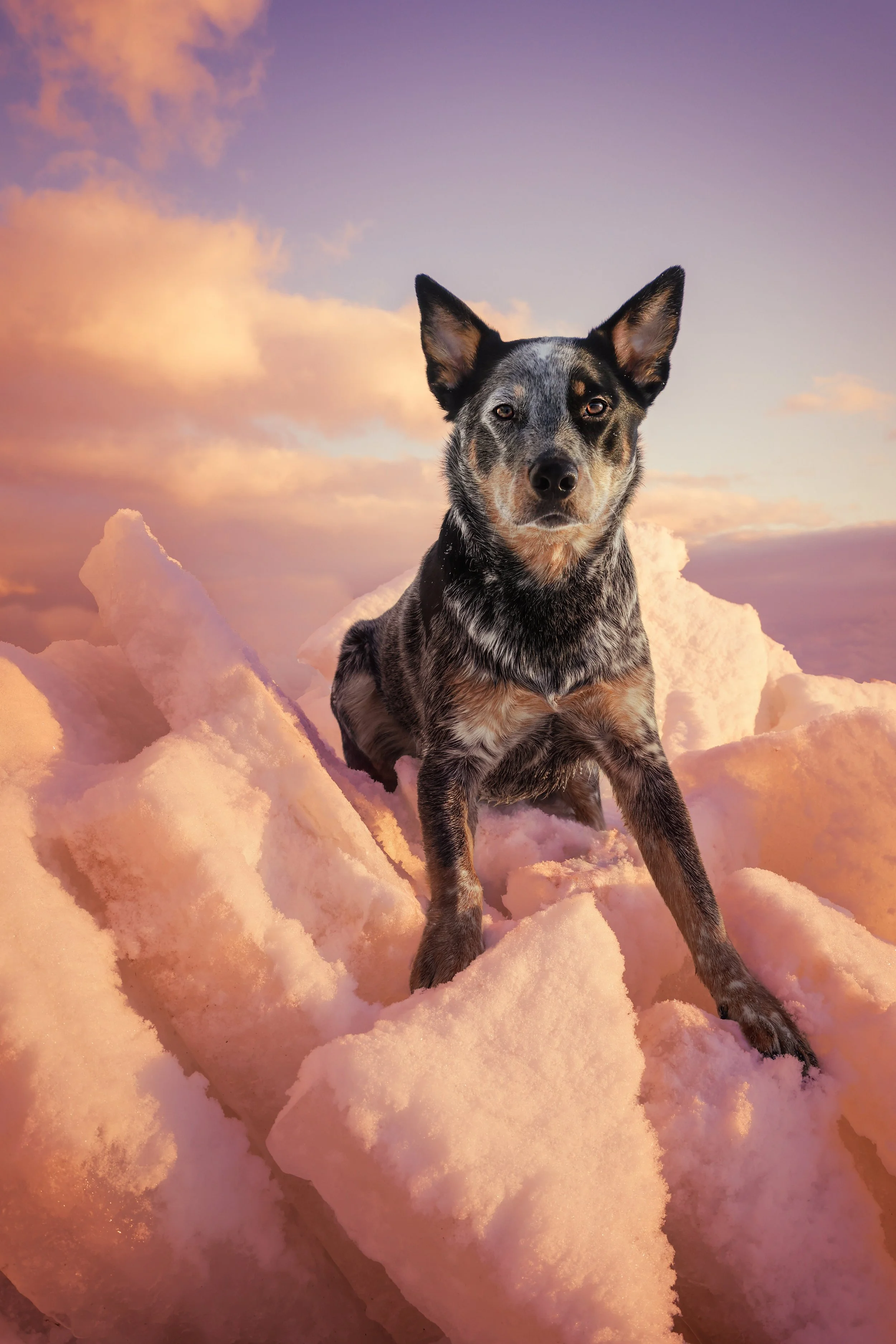 Jango in the Clouds.jpg