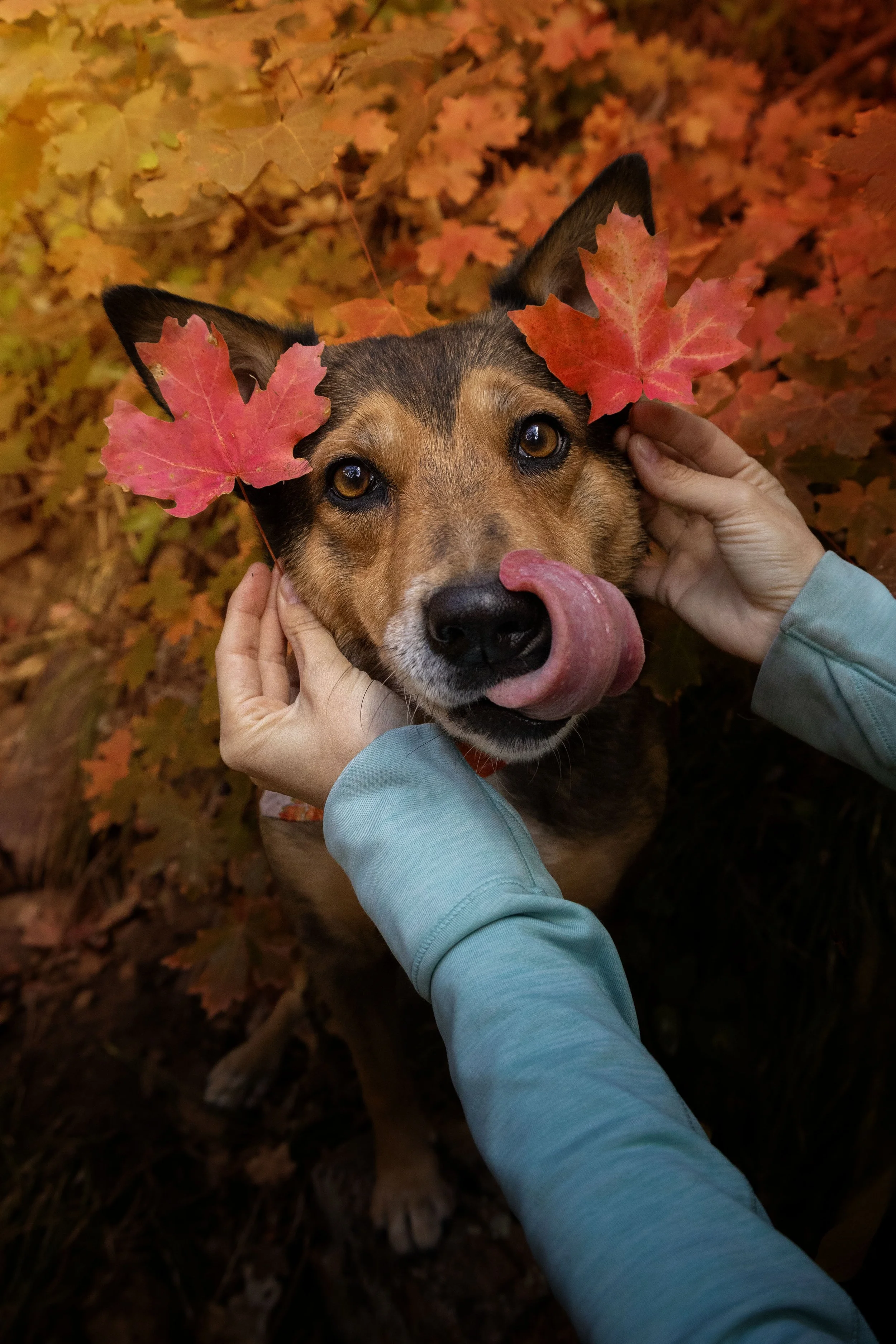 Maple Woods Myla 01.jpg