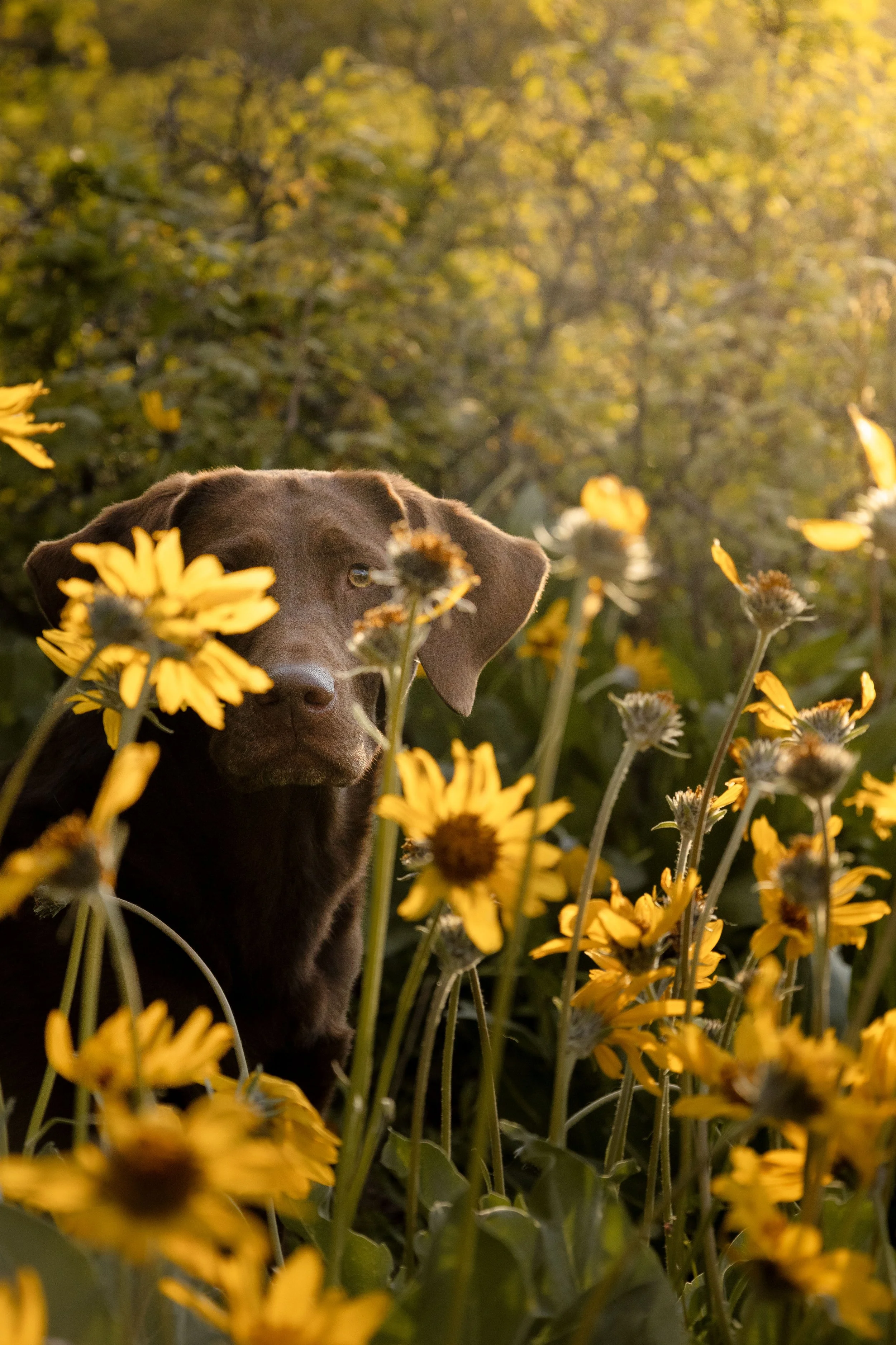 Tarot Flowers 06.jpg