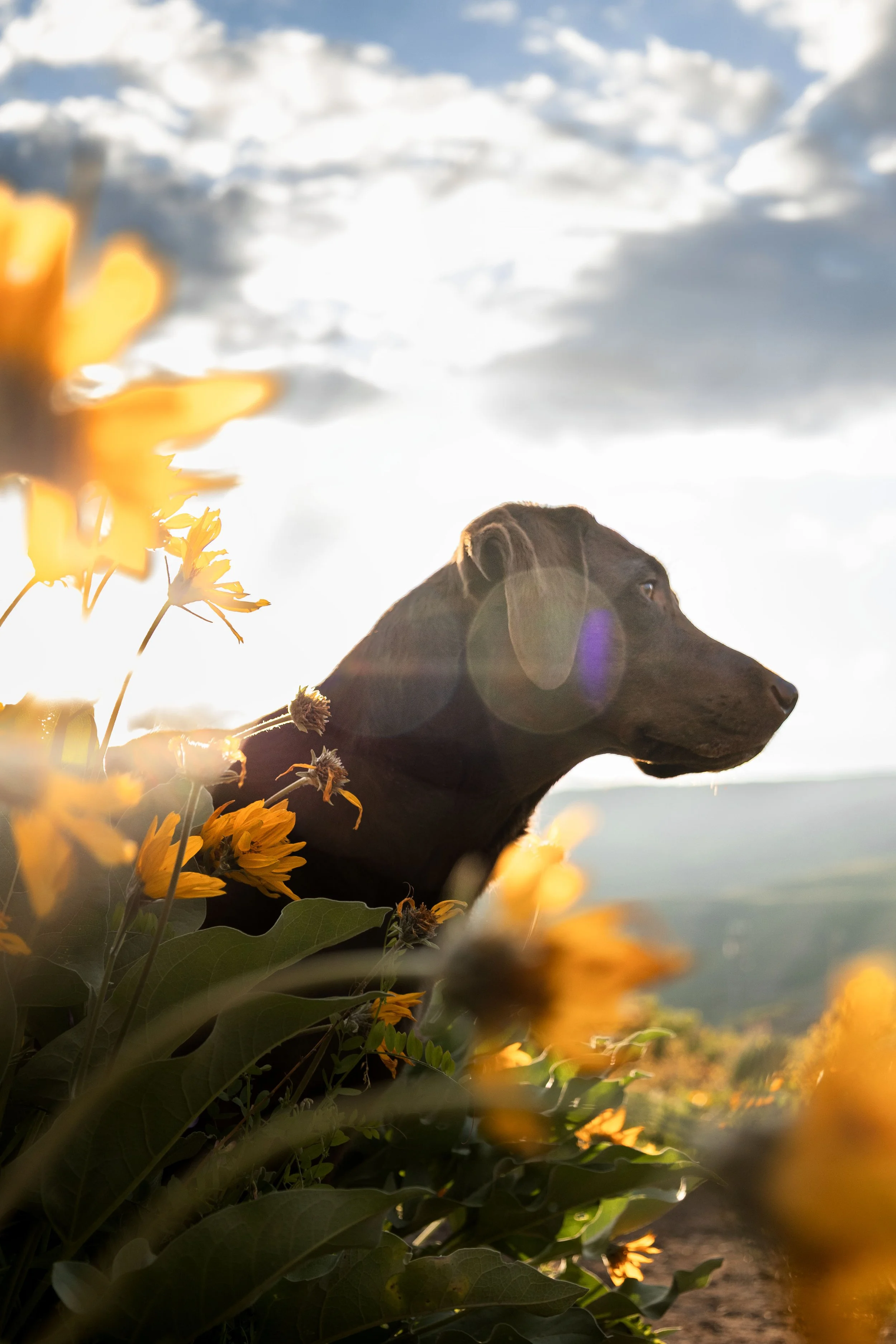 Tarot Flowers 11.jpg