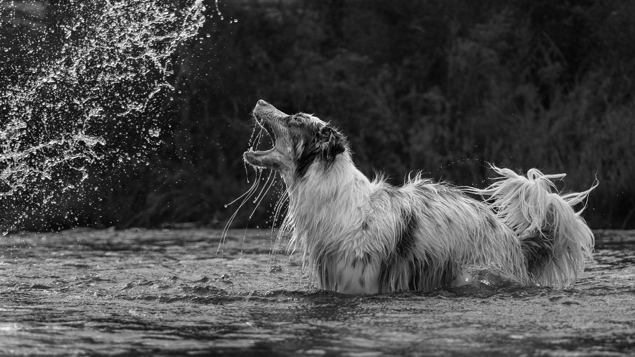 Water Beard.jpg