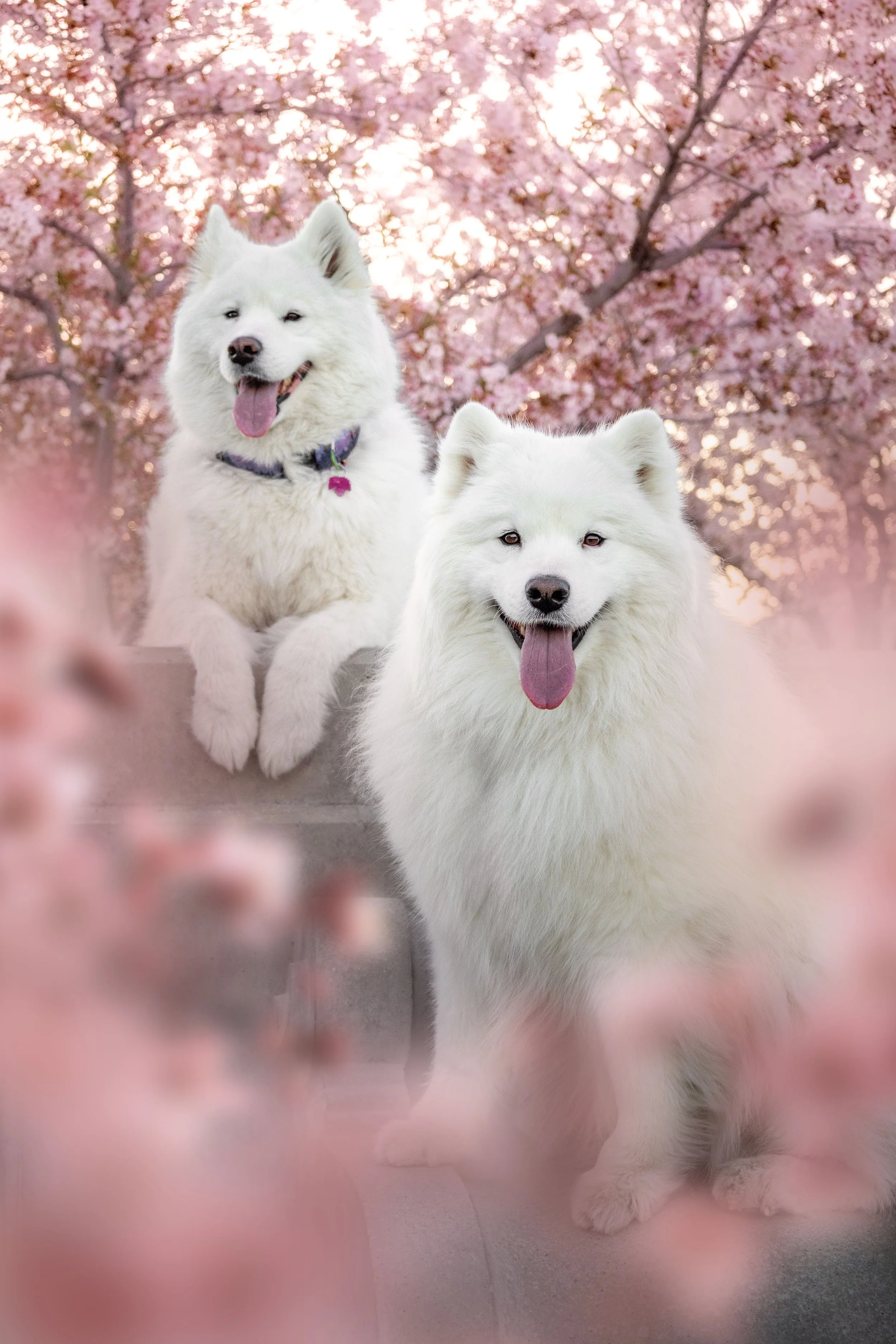 Sam Twins 05.jpg